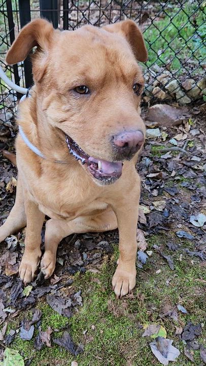 Enlarge Harley, a Adoptable mixed breed in Douglasville, GA video 5/5