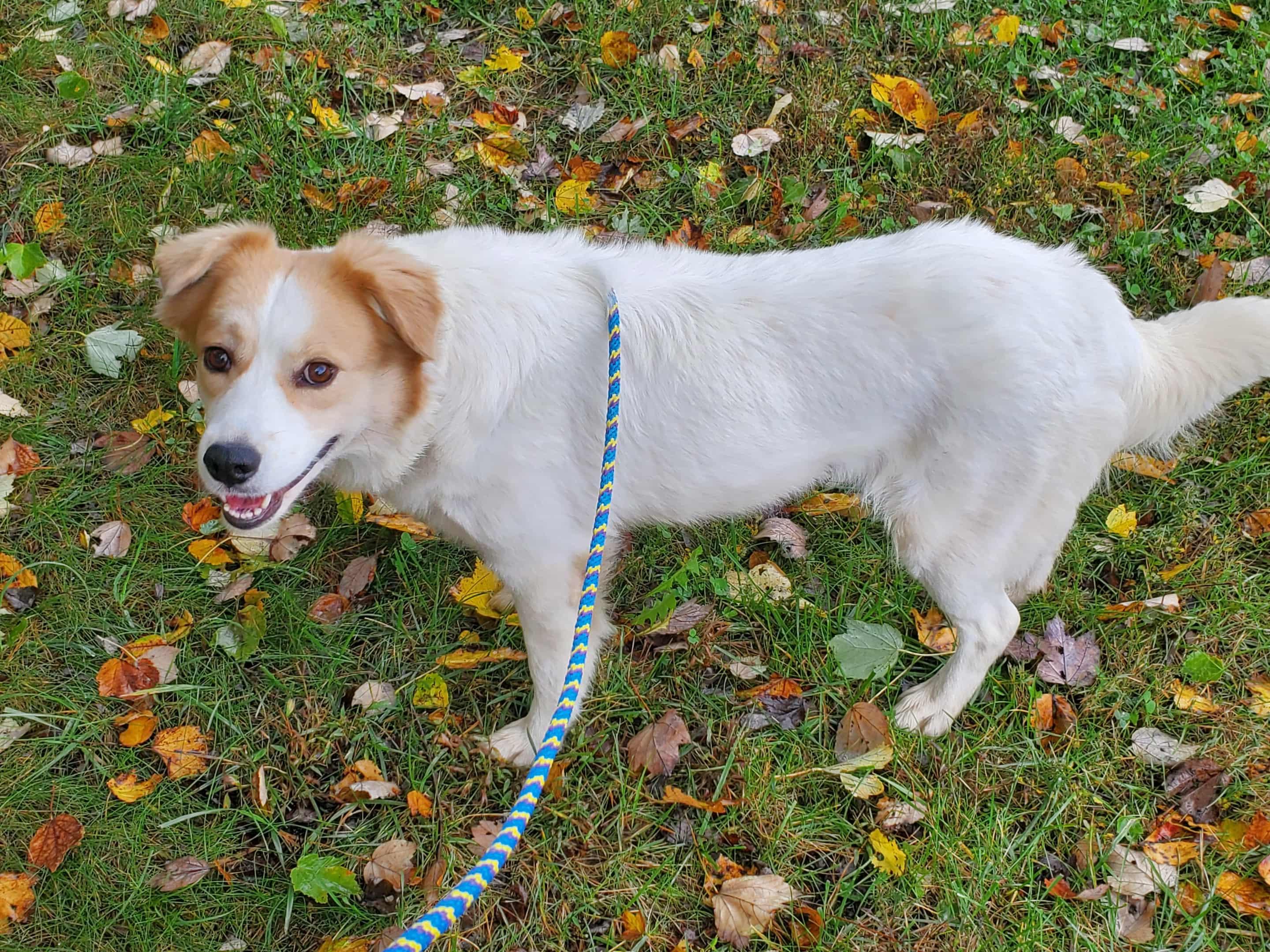 Enlarge Amber - Paws Behind Bars Trained, a Adoptable mixed breed in Goshen, KY image 1/2