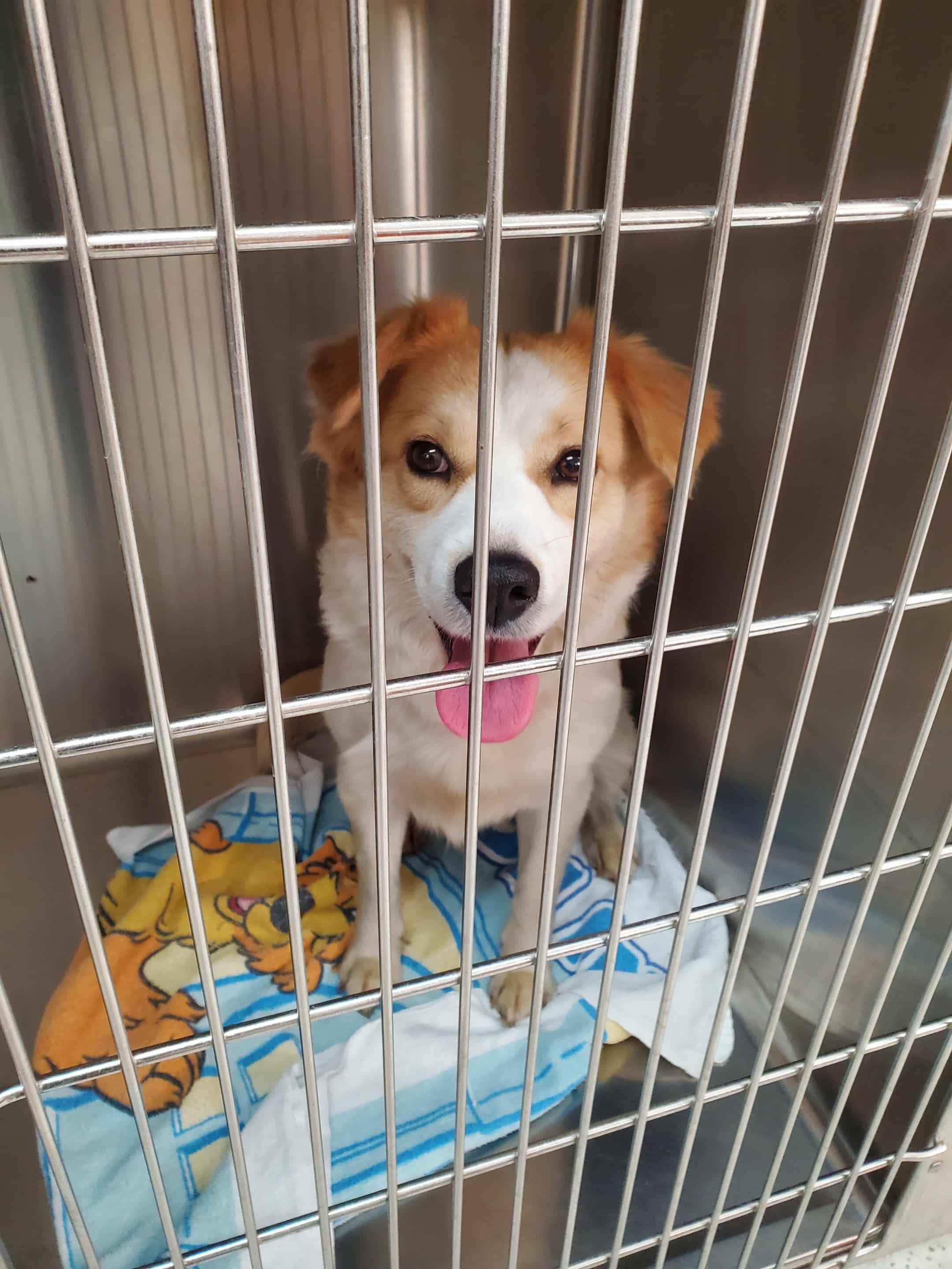 Amber - Paws Behind Bars Trained, Adoptable, Adult Female Spaniel & Great Pyrenees.