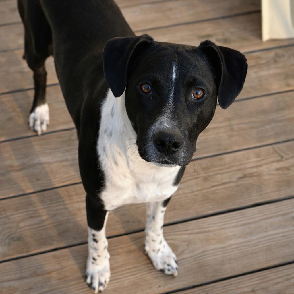 Brady — thumbnail 2