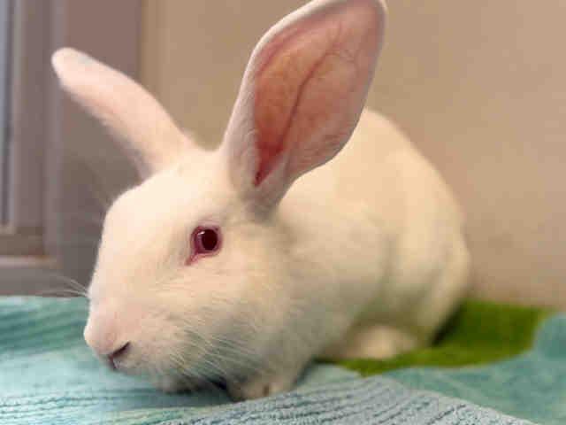Enlarge ALICE, a Adoptable Bunny Rabbit in Bonita, CA image 1/1