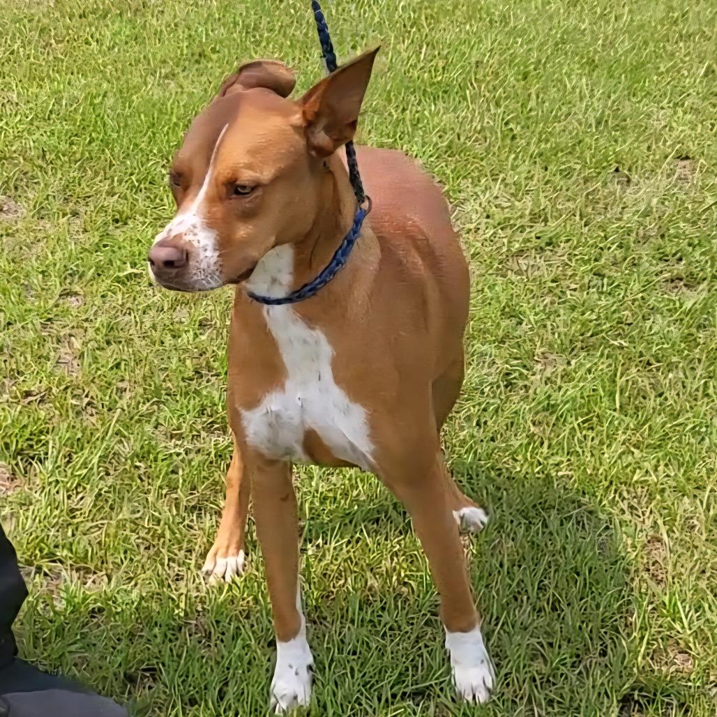 Red, a Adoptable mixed breed in Shorter, AL image 1/4