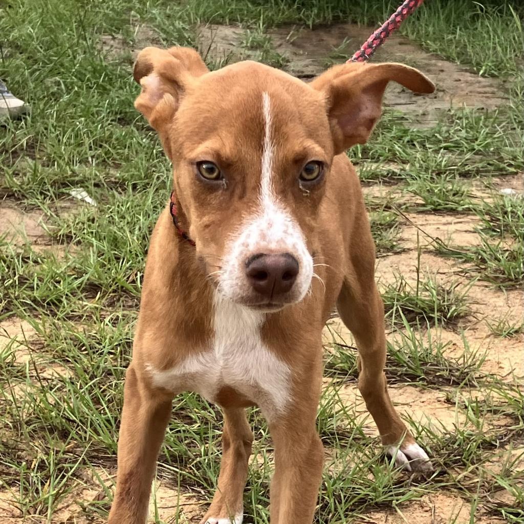 Red, a Adoptable mixed breed in Shorter, AL image 2/4