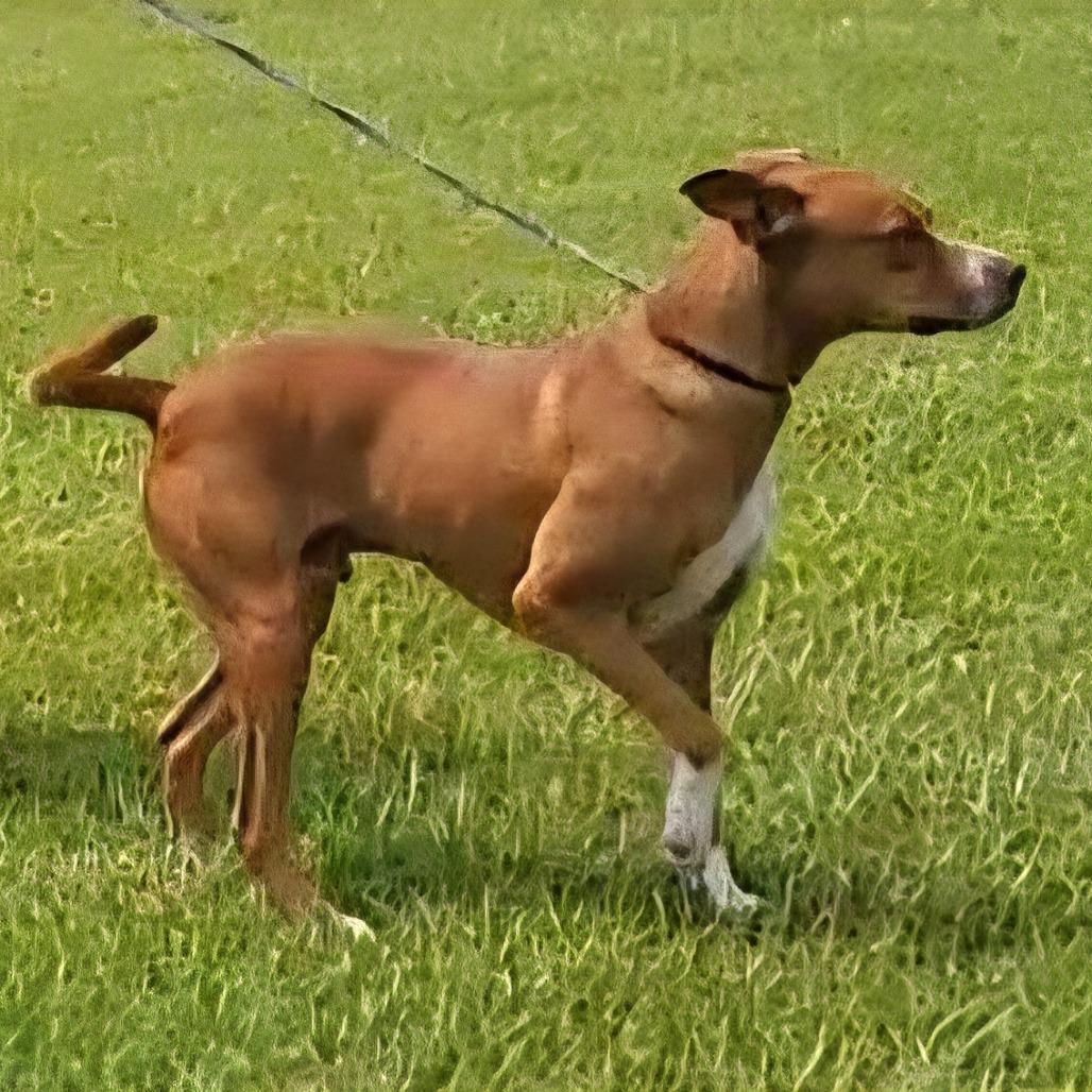 Red, a Adoptable mixed breed in Shorter, AL image 3/4