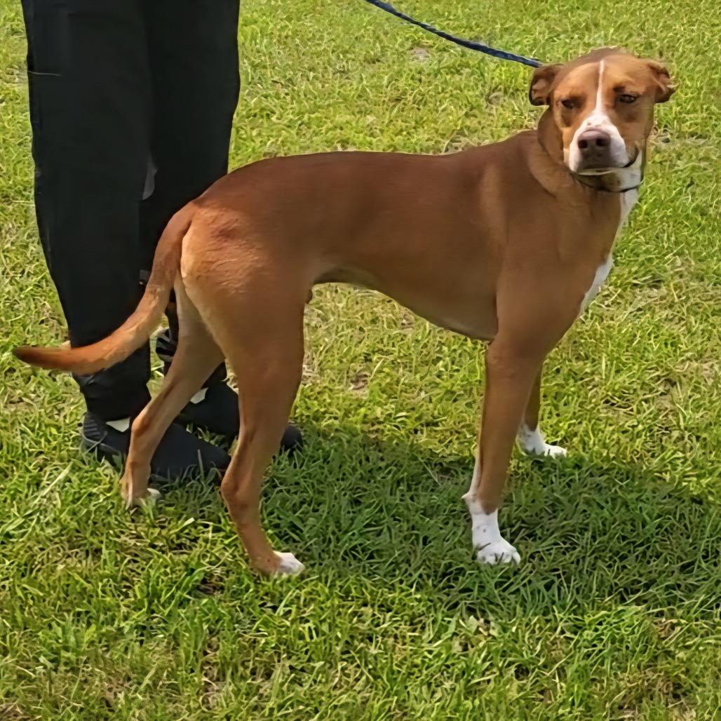 Red, a Adoptable mixed breed in Shorter, AL image 4/4