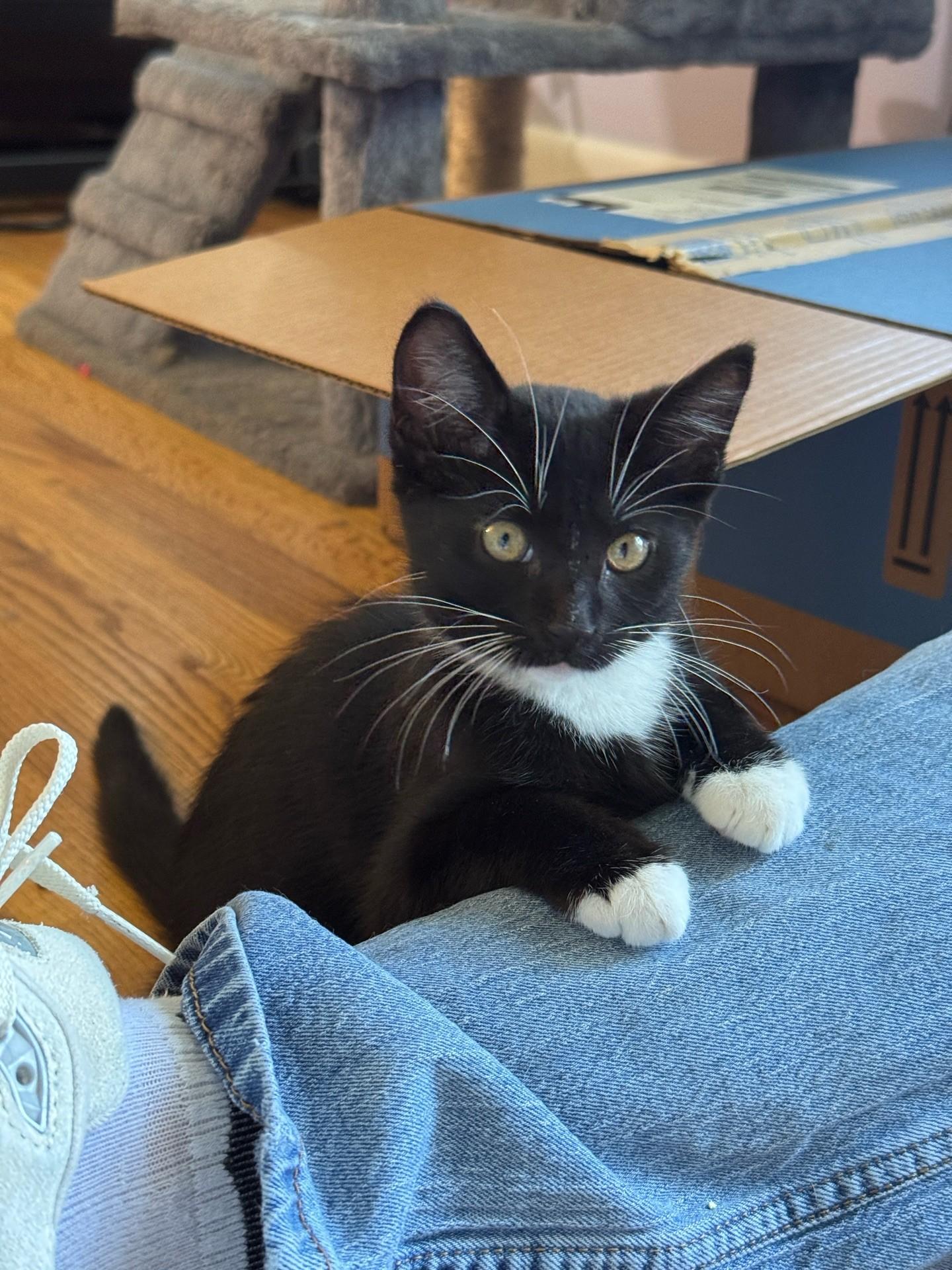 Starbie, adopted, Kitten Female Domestic Short Hair.