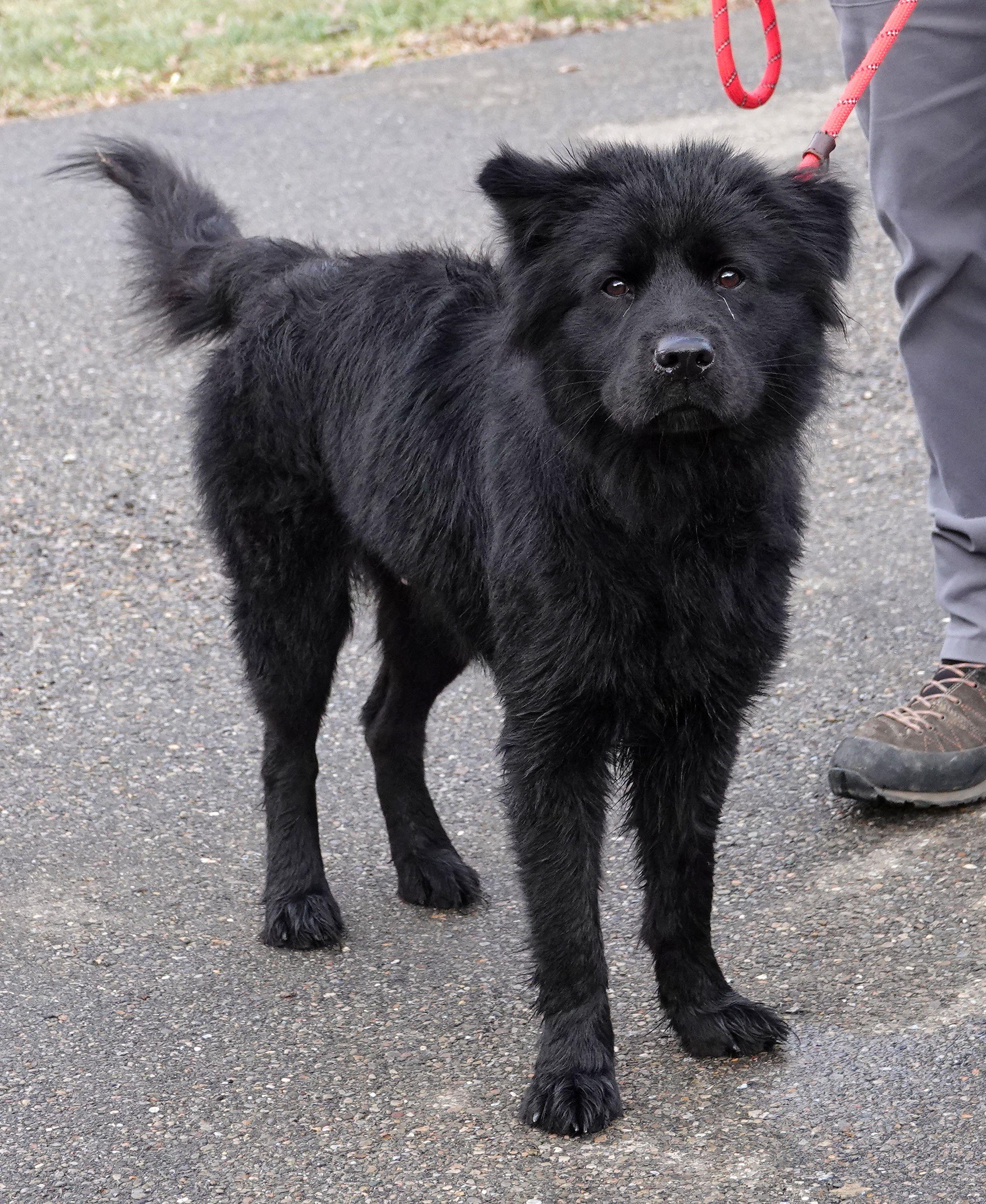 Penelope, a ADOPTABLE mixed breed in Millfield, OH image 3/3