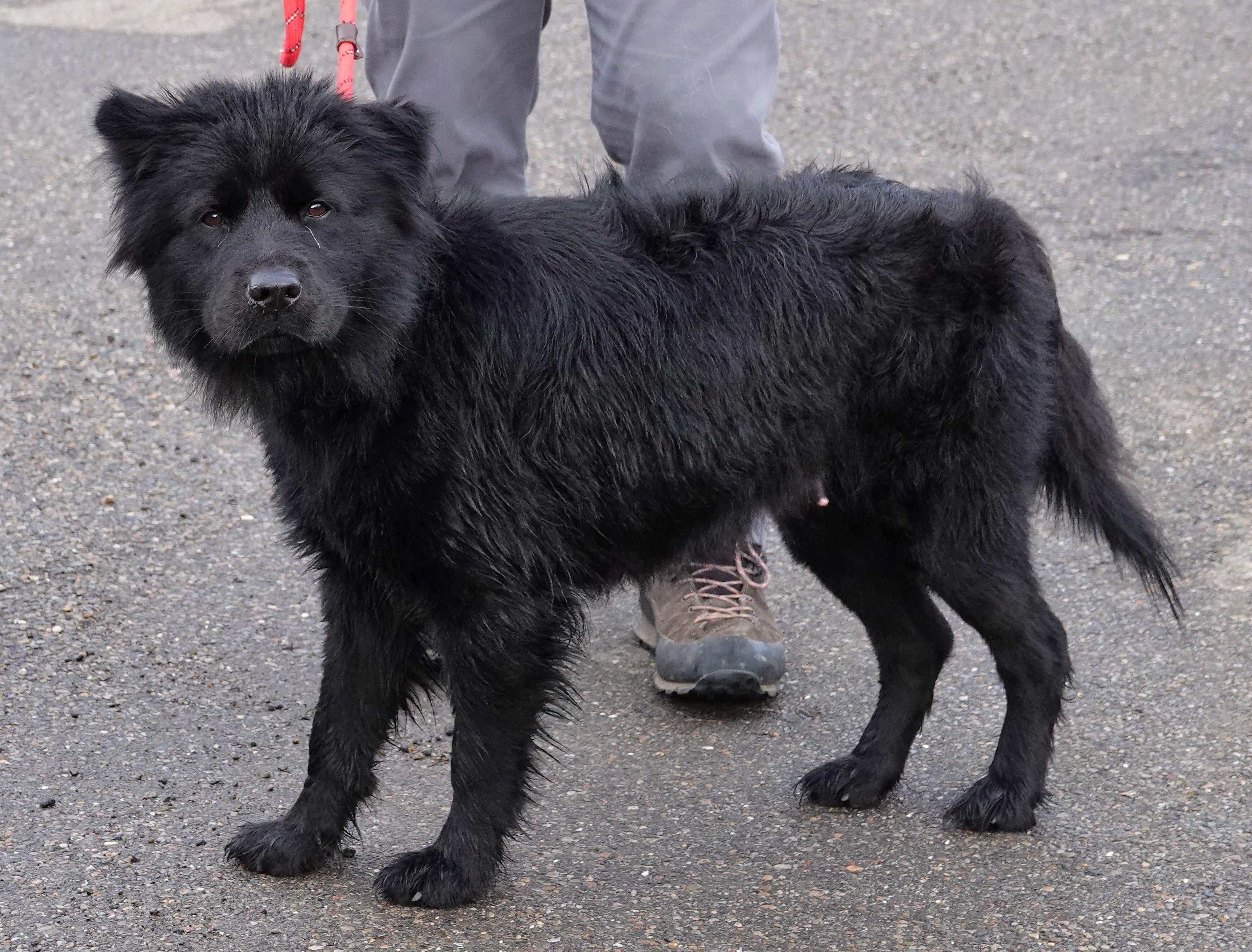 Penelope, a ADOPTABLE mixed breed in Millfield, OH image 2/3