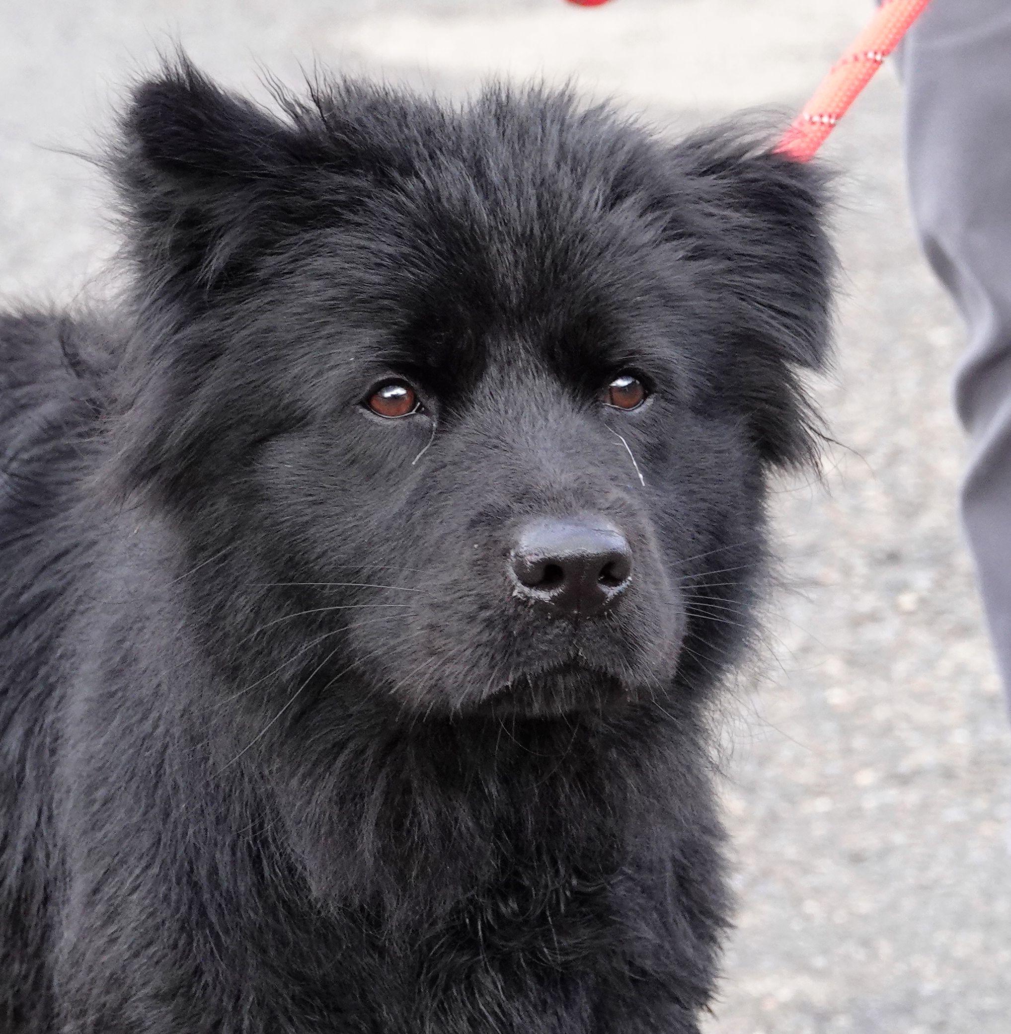 Penelope, ADOPTABLE, Adult Female Chow Chow.