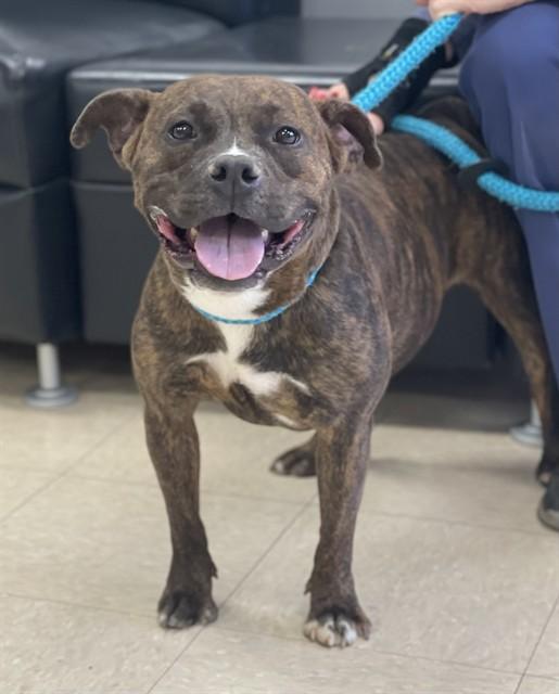 MARIE ANTOINETTE, Adoptable, Adult Female Staffordshire Bull Terrier & Mixed Breed.