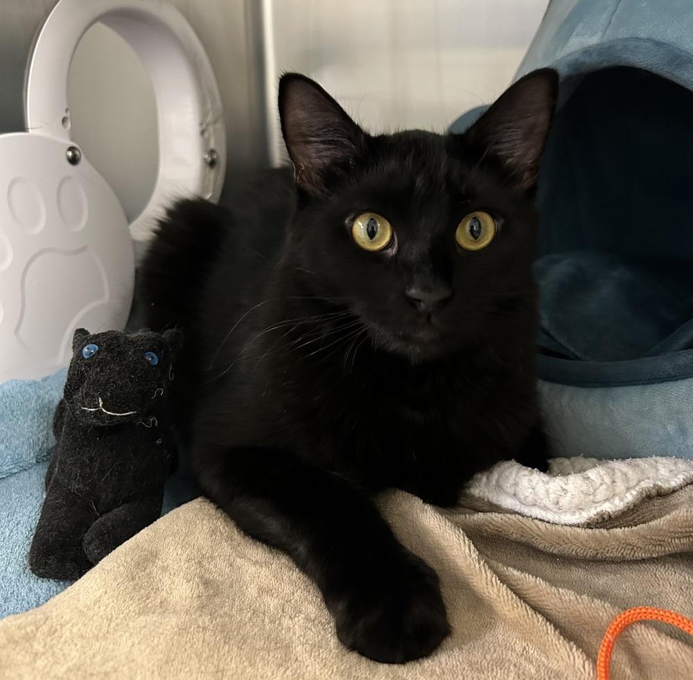 Meowolf, Adoptable, Young Male Domestic Long Hair.