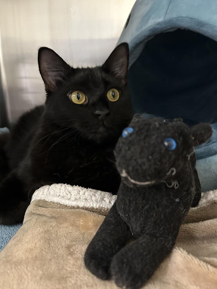 Enlarge Meowolf, a Adoptable mixed breed in Jamestown, CA image 2/3