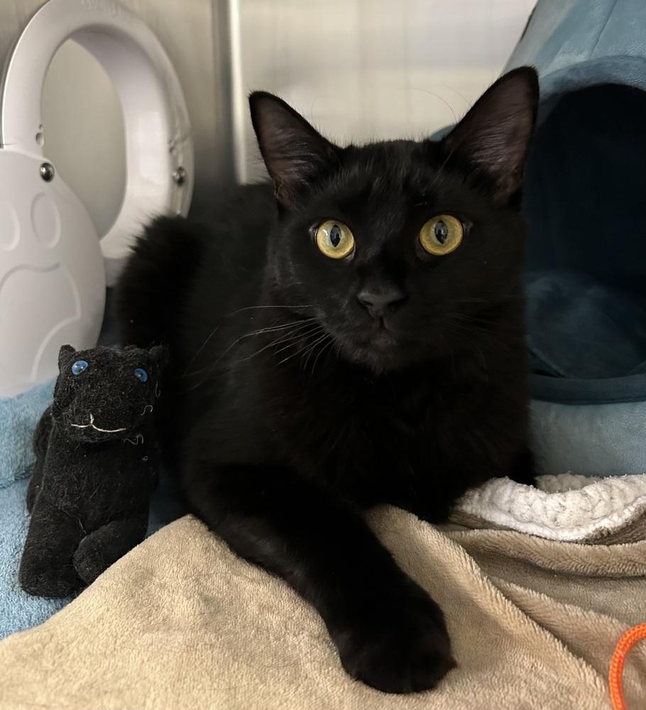 Enlarge Meowolf, a Adoptable mixed breed in Jamestown, CA image 3/3