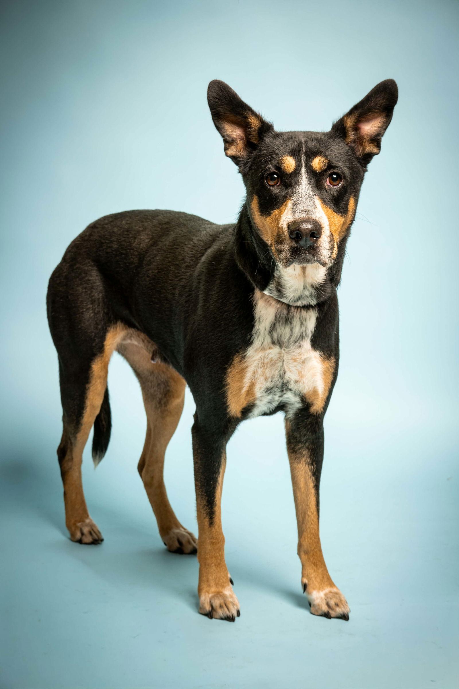 Penny, Adoptable, Young Female Australian Cattle Dog / Blue Heeler.