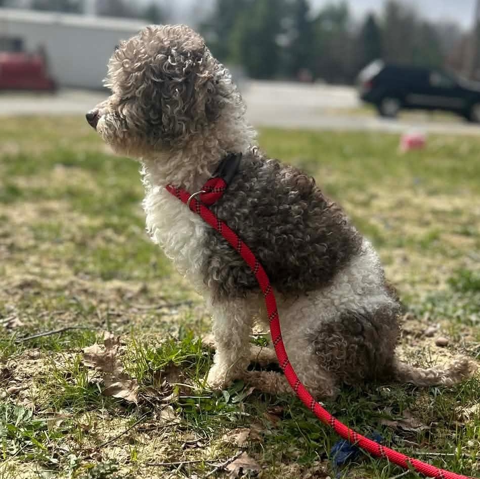 Enlarge ASTRO - PARTI Poodle, an adopted Miniature Poodle in Ashland, OH image 6/6