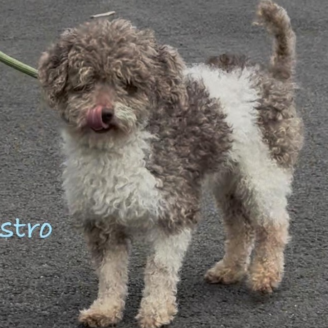 Enlarge ASTRO - PARTI Poodle, an adopted Miniature Poodle in Ashland, OH image 1/6