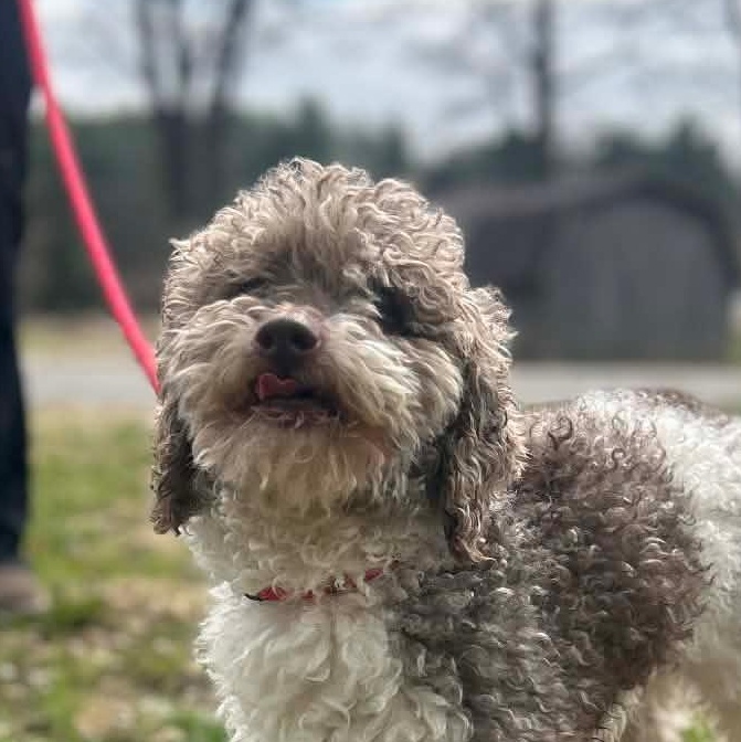 Enlarge ASTRO - PARTI Poodle, an adopted Miniature Poodle in Ashland, OH image 2/6