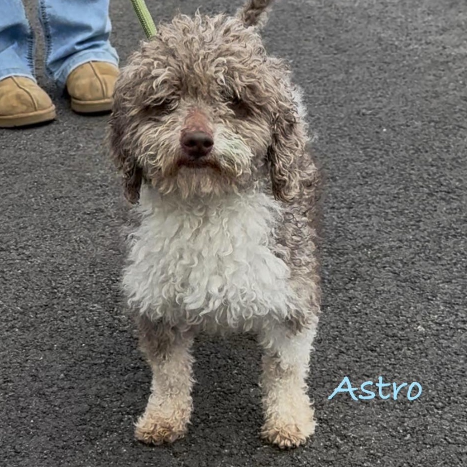 Enlarge ASTRO - PARTI Poodle, an adopted Miniature Poodle in Ashland, OH image 3/6