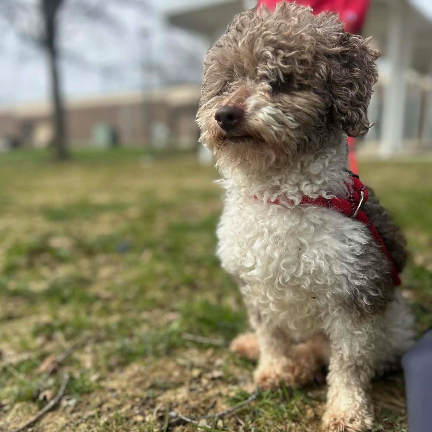 Enlarge ASTRO - PARTI Poodle, an adopted Miniature Poodle in Ashland, OH image 4/6