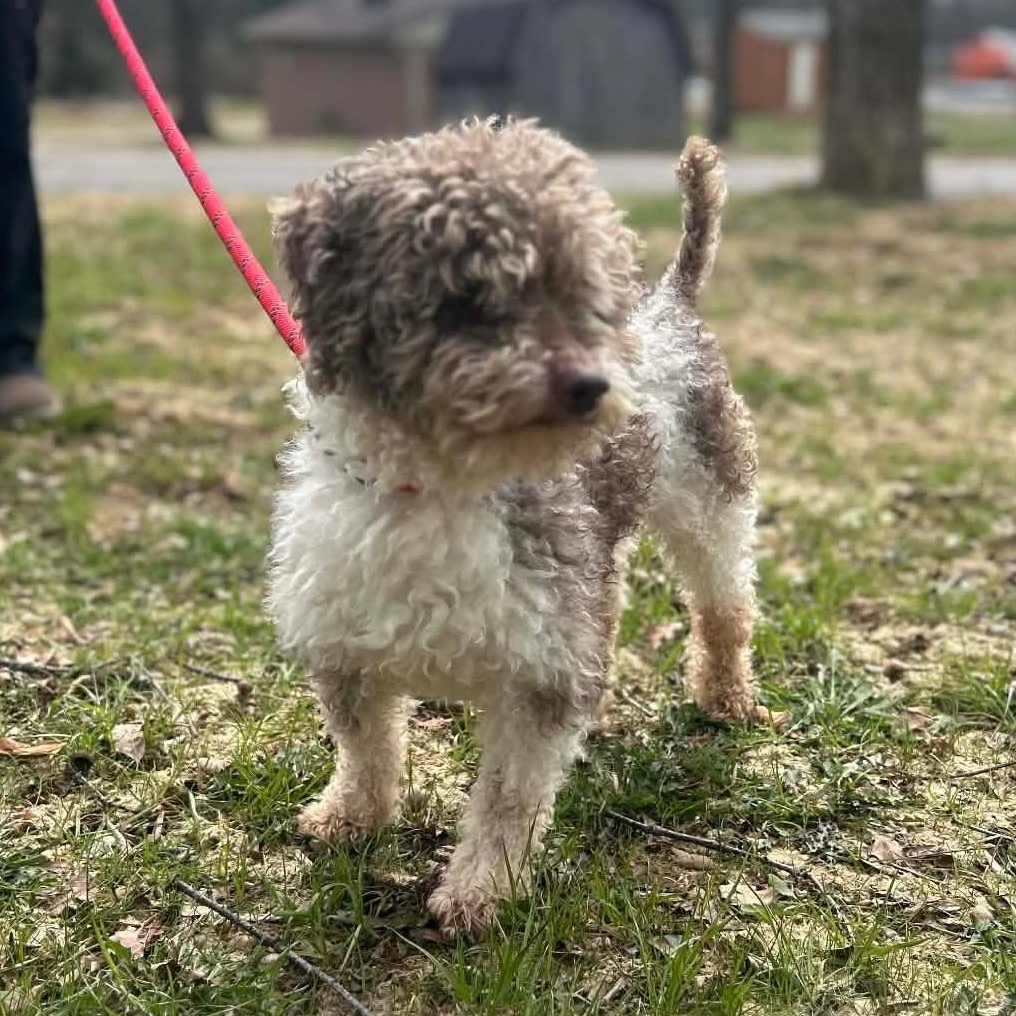 Enlarge ASTRO - PARTI Poodle, an adopted Miniature Poodle in Ashland, OH image 5/6