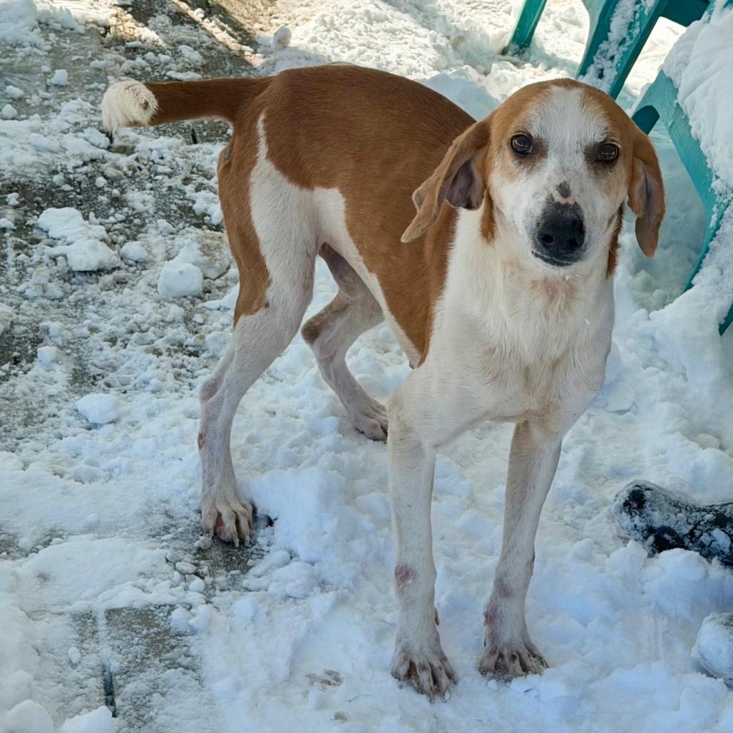 Enlarge Calvin, a Adoptable Hound in Newport, NC image 3/5