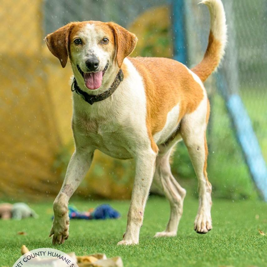 Enlarge Calvin, a Adoptable Hound in Newport, NC image 4/5