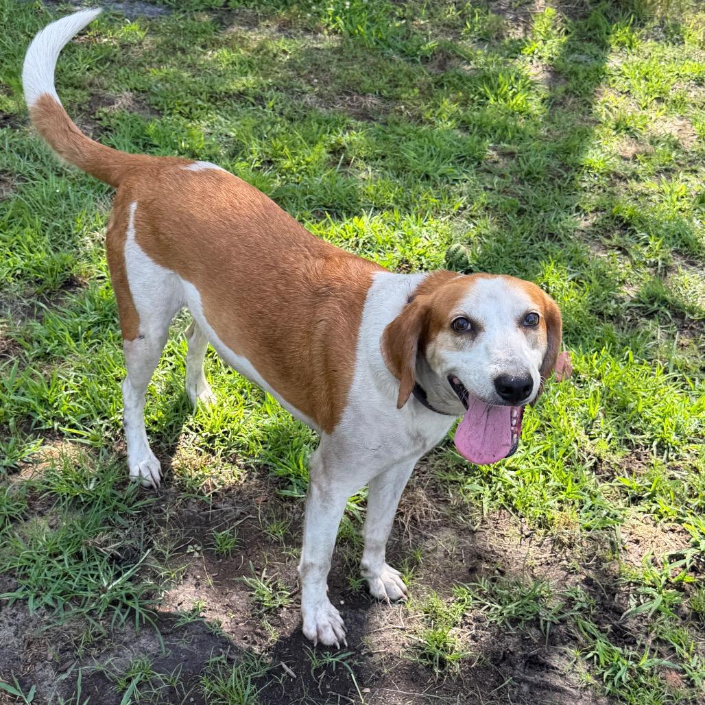 Enlarge Calvin, a Adoptable Hound in Newport, NC image 4/6