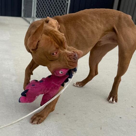 Haybale, Adoptable, Adult Male Pit Bull Terrier.
