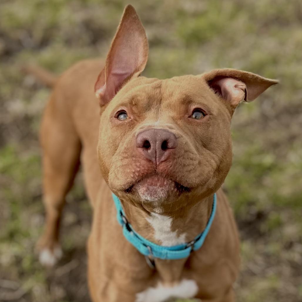Enlarge Haybale, a Adoptable Pit Bull Terrier in Matteson, IL image 2/6