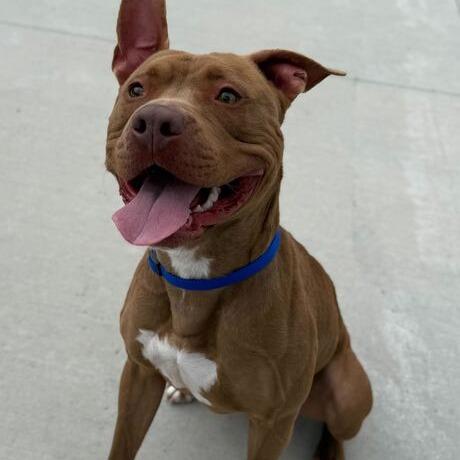 Enlarge Haybale, a Adoptable Pit Bull Terrier in Matteson, IL image 3/6