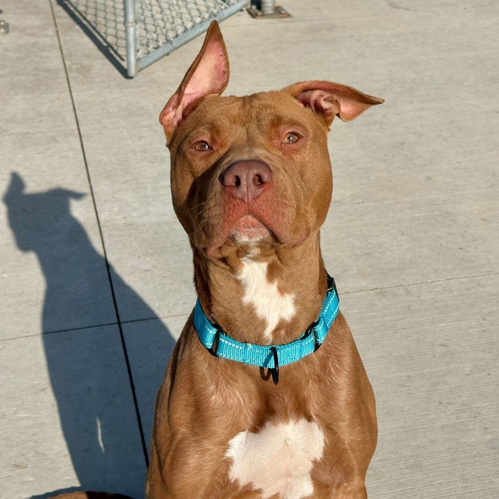 Enlarge Haybale, a Adoptable Pit Bull Terrier in Matteson, IL image 4/6