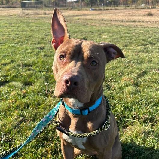Enlarge Haybale, a Adoptable Pit Bull Terrier in Matteson, IL image 5/6