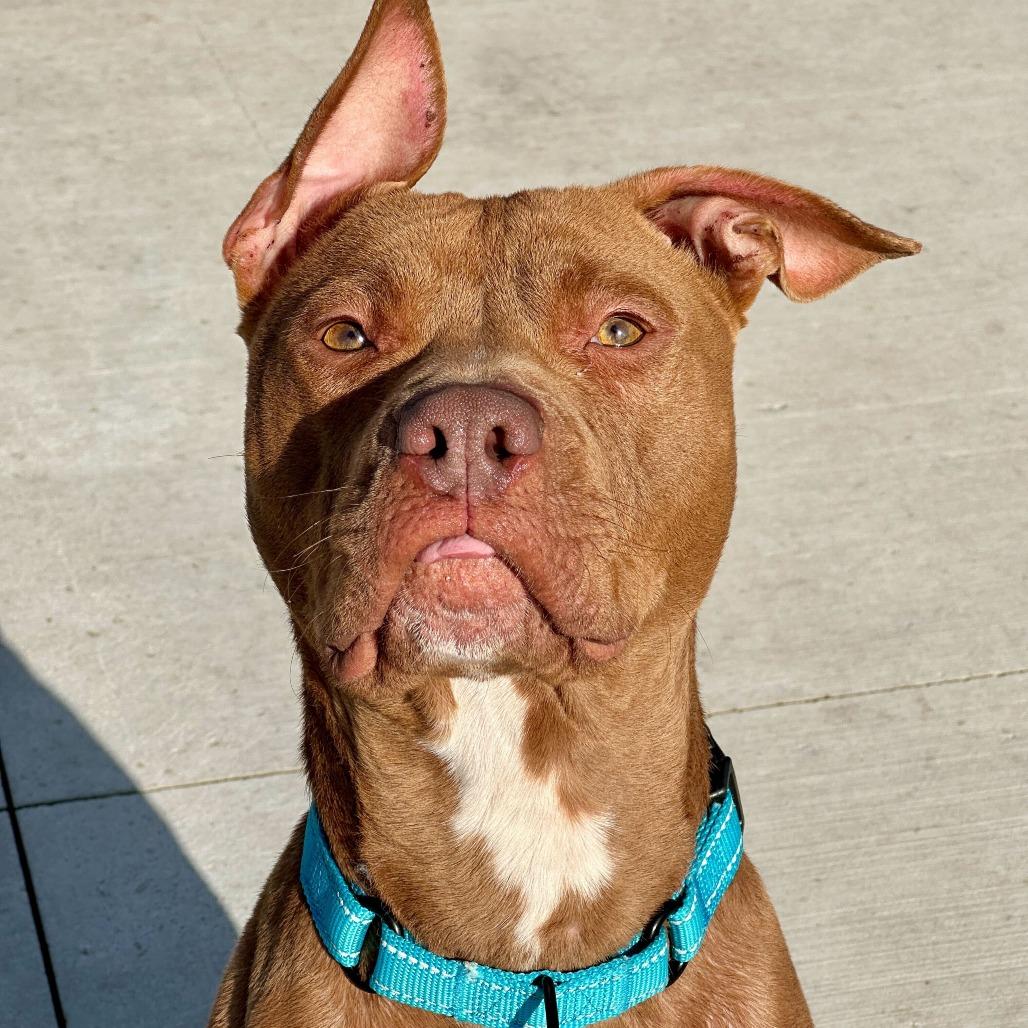 Enlarge Haybale, a Adoptable Pit Bull Terrier in Matteson, IL image 6/6