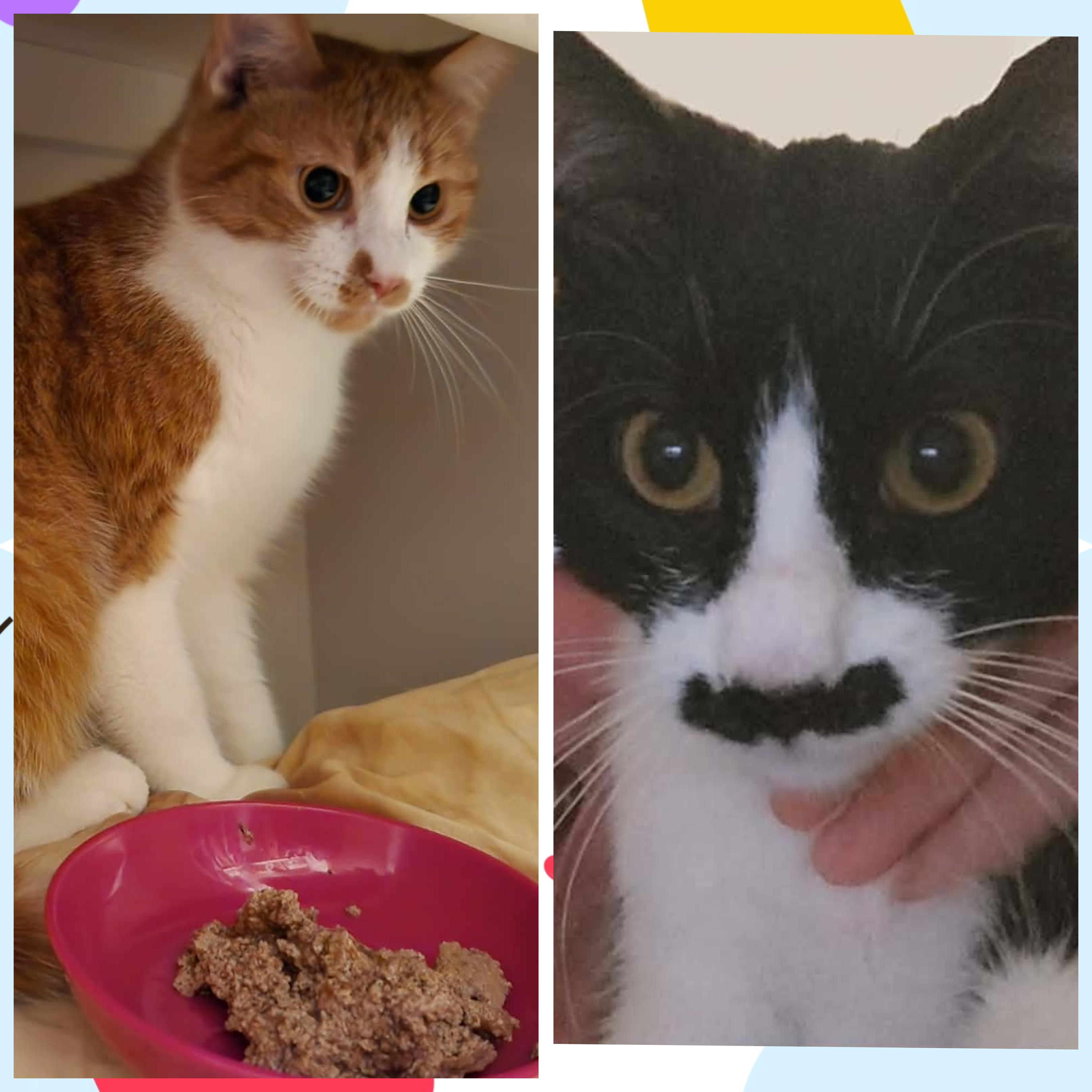 Leo and Charley (best buds), ADOPTABLE, Young Male Domestic Short Hair.