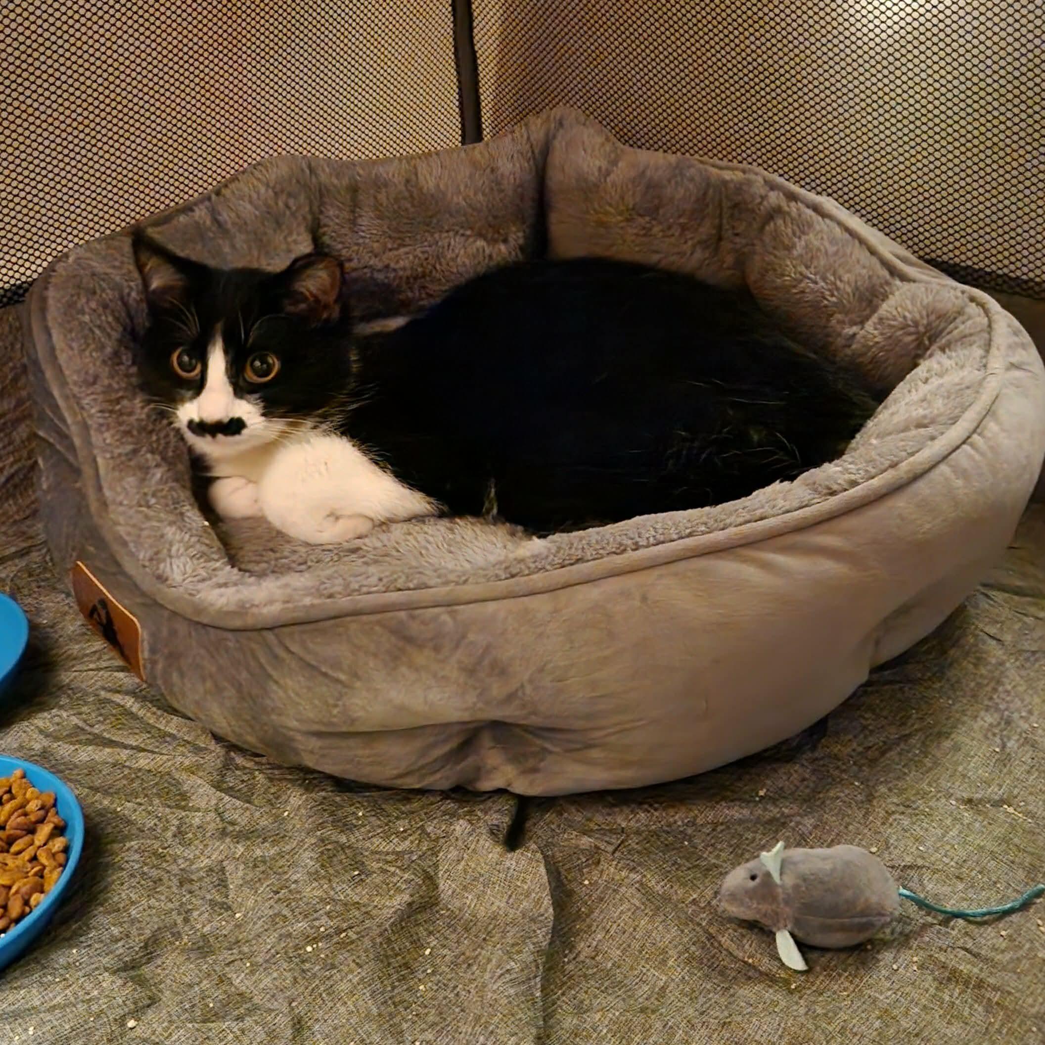 Enlarge Leo and Charley (best buds), a ADOPTABLE Domestic Short Hair in Macomb, MI image 5/6