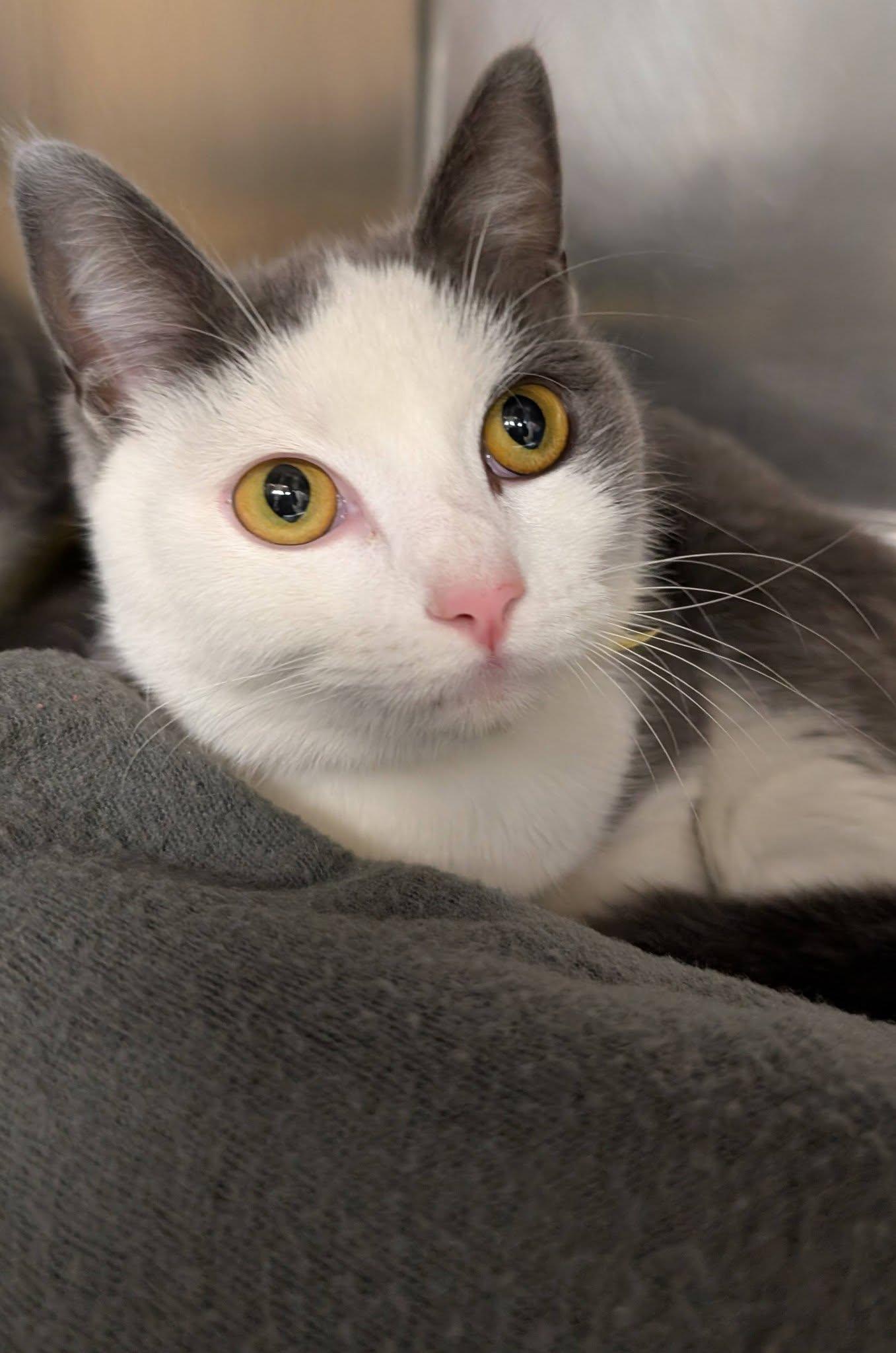 Enlarge Cumbria , a ADOPTABLE Domestic Short Hair in Clayton, NJ image 1/1