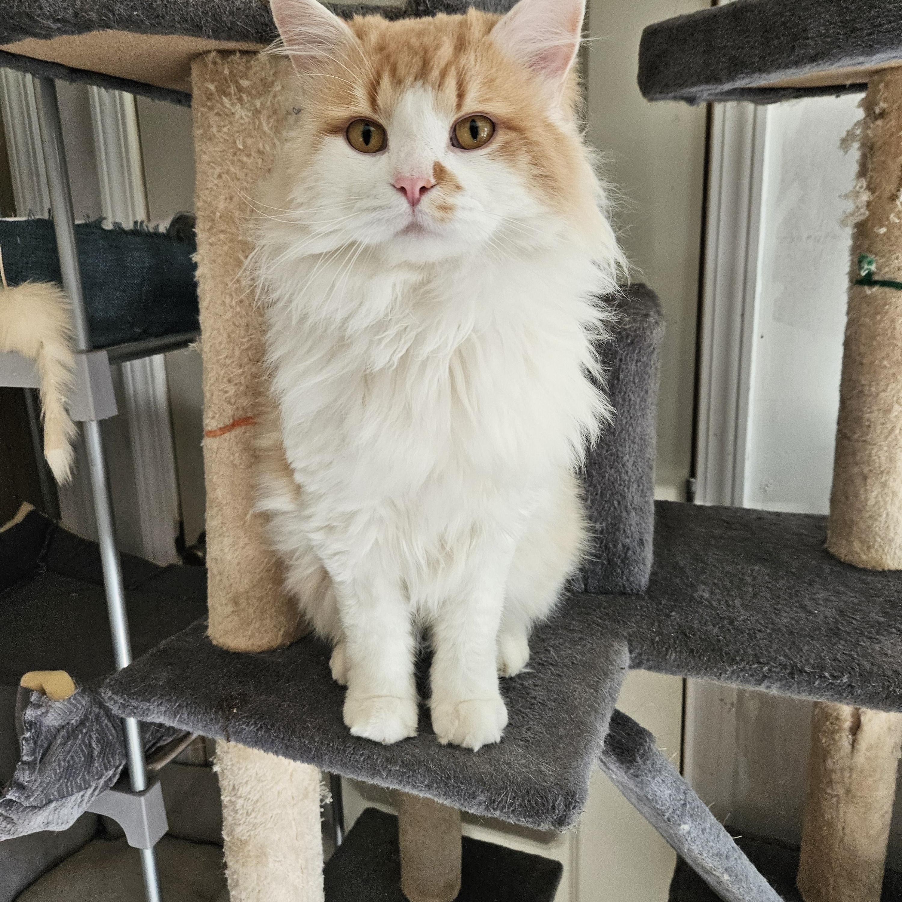 Hatch, Adopted, Adult Male Maine Coon.