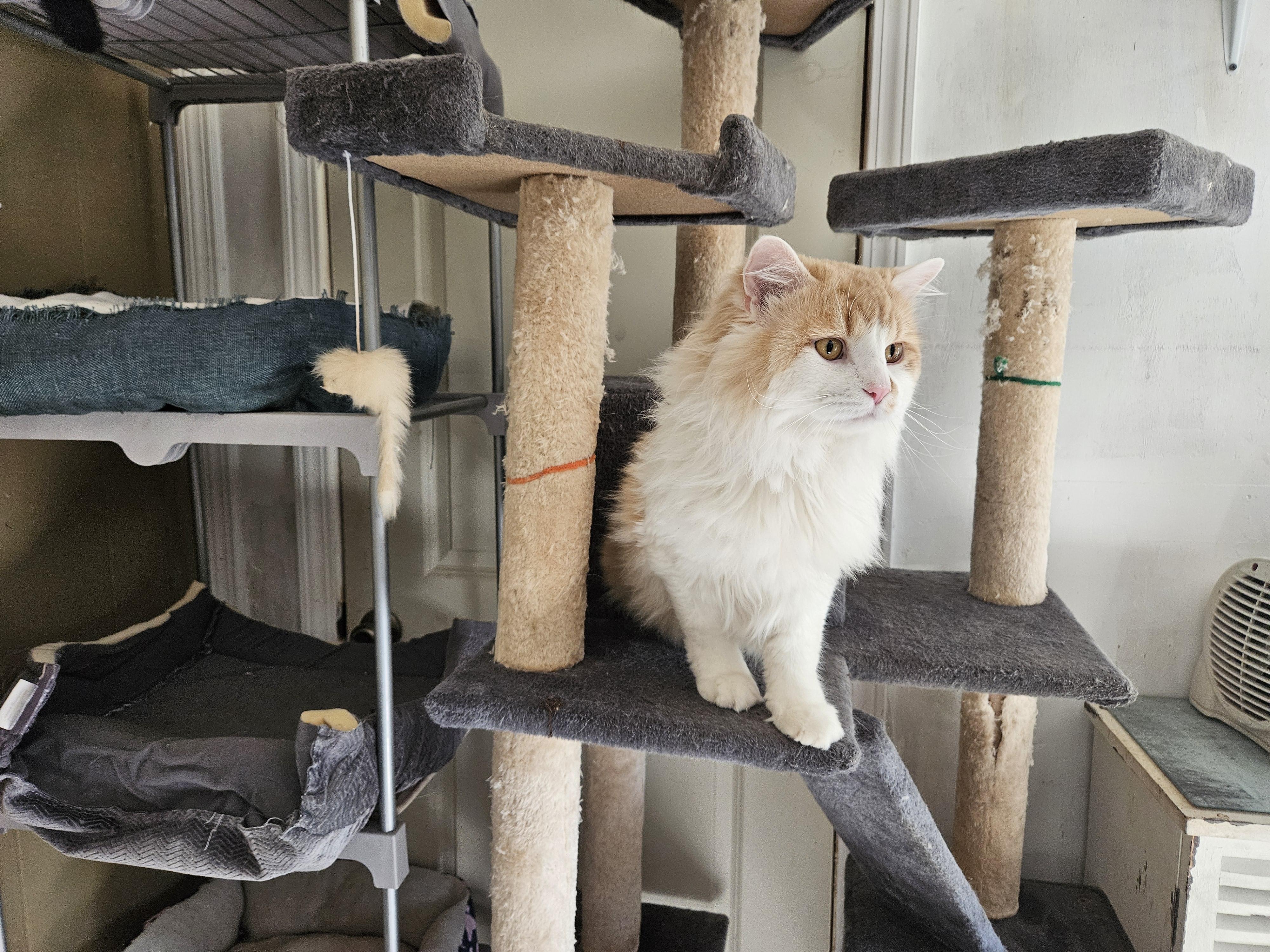 Enlarge Hatch, a Adopted mixed breed in Marietta, GA image 2/4