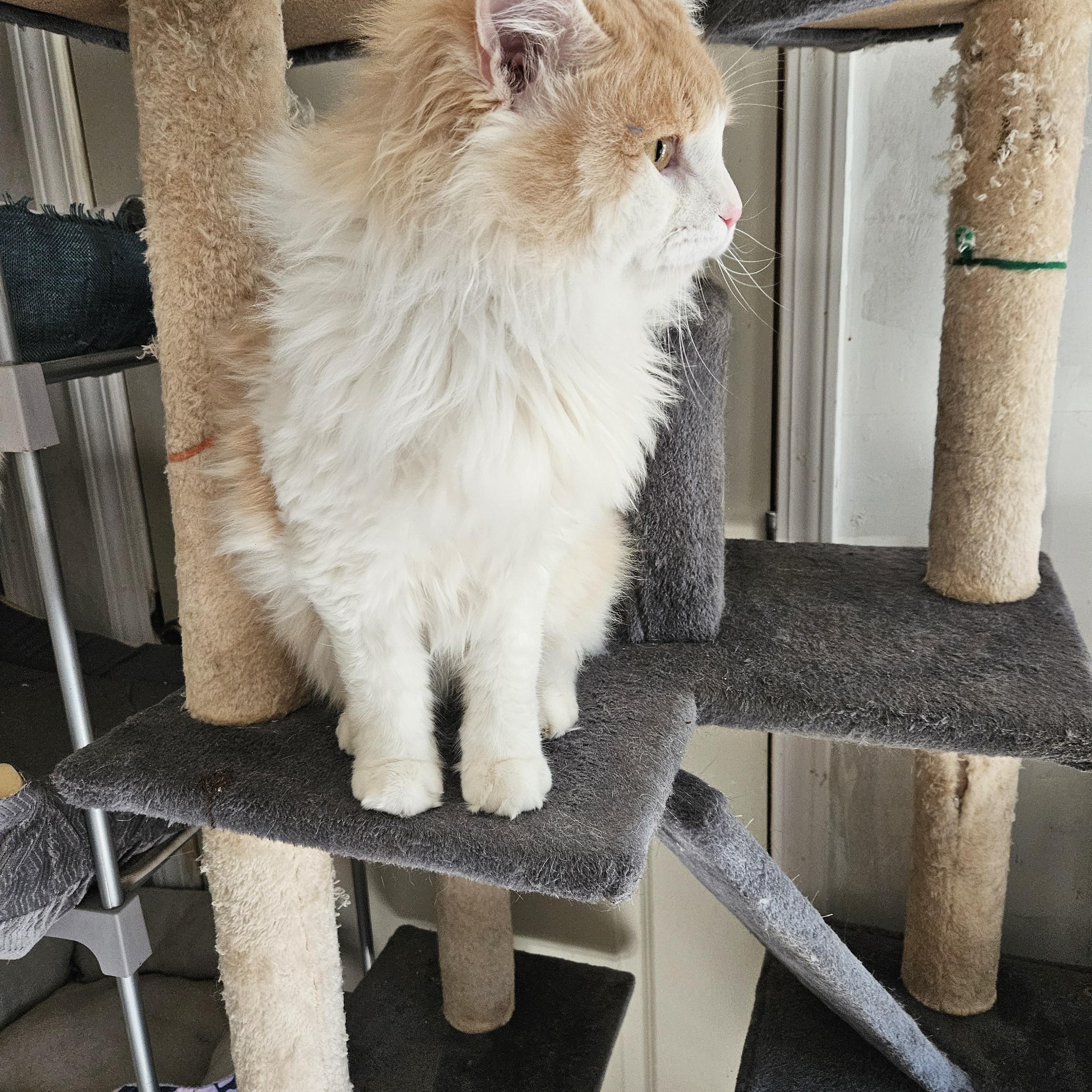 Enlarge Hatch, a Adopted mixed breed in Marietta, GA image 4/4