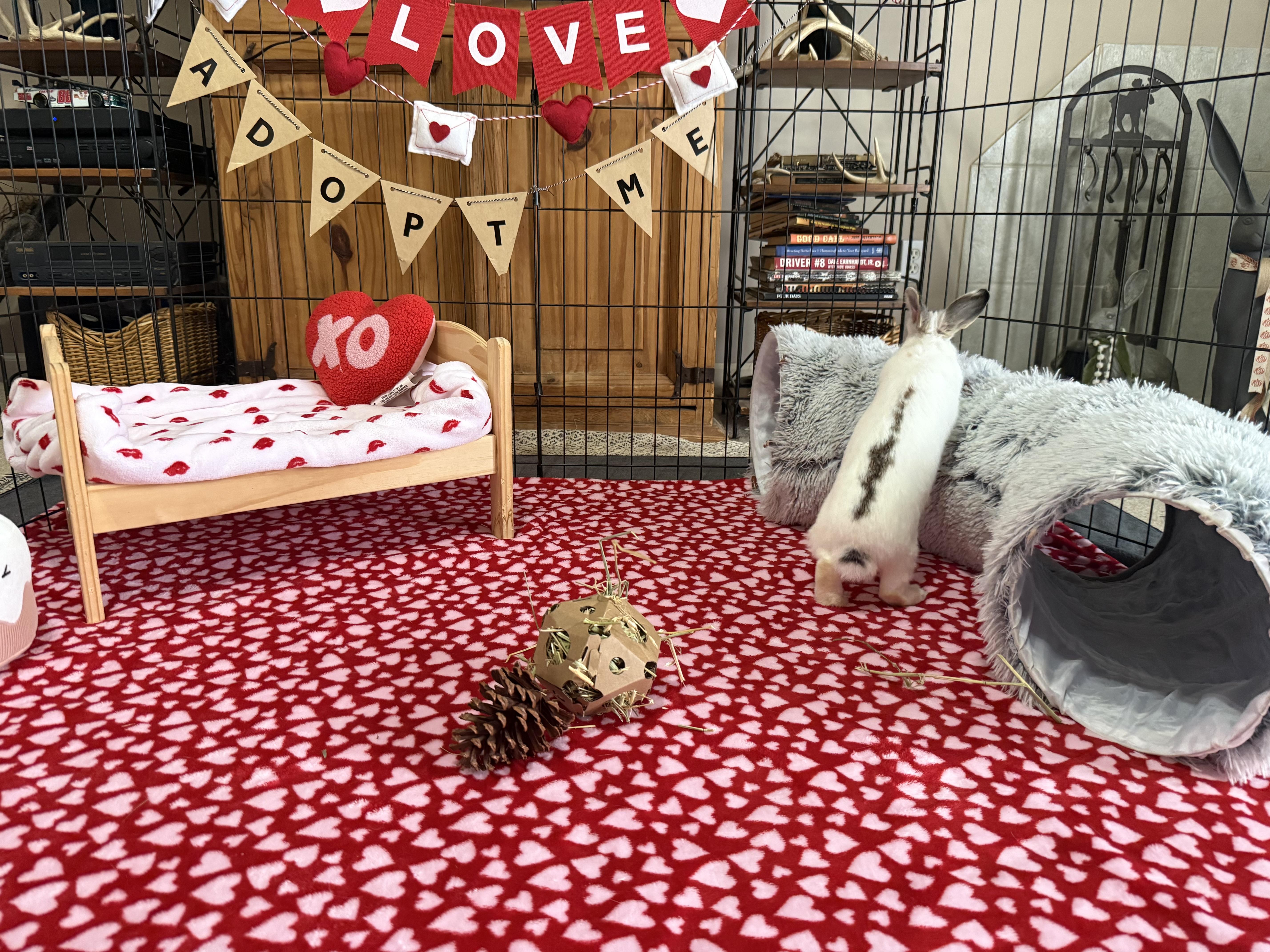 Enlarge Teacup, an adopted mixed breed in Little Rock, AR image 4/5