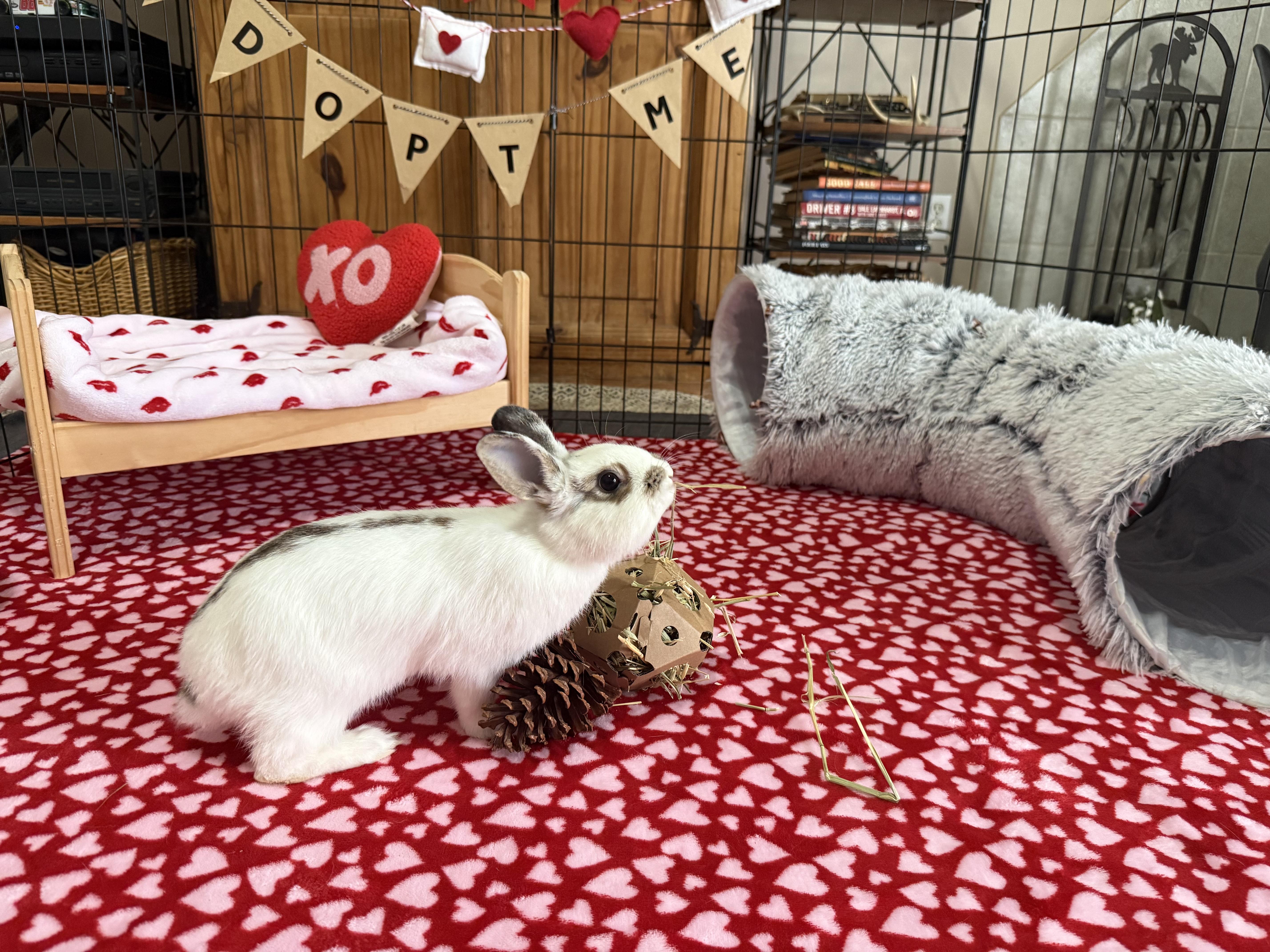 Teacup, adopted, Young Female Jersey Wooly & Dwarf.