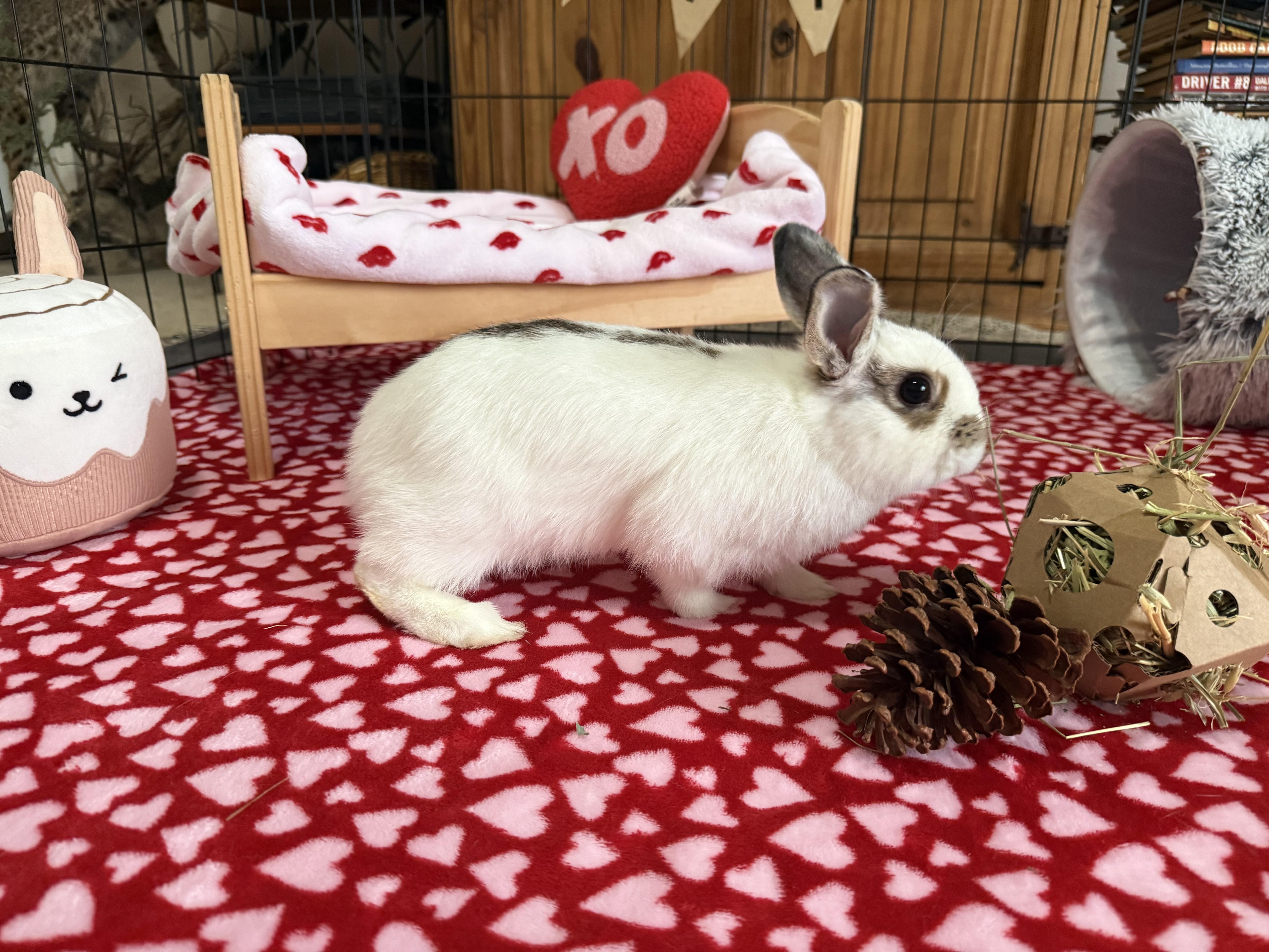 Enlarge Teacup, an adopted mixed breed in Little Rock, AR image 5/5