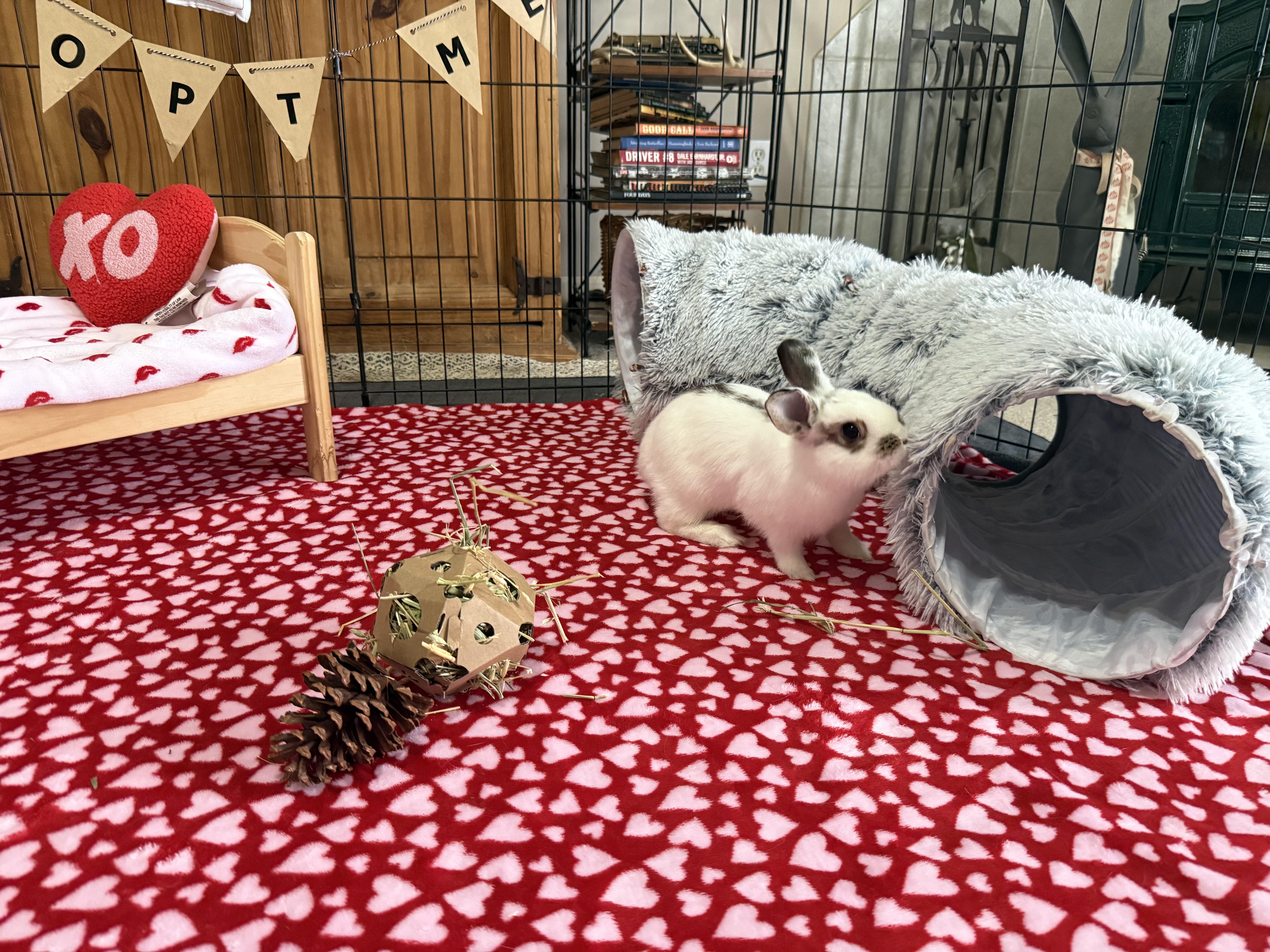 Enlarge Teacup, an adopted mixed breed in Little Rock, AR image 2/5