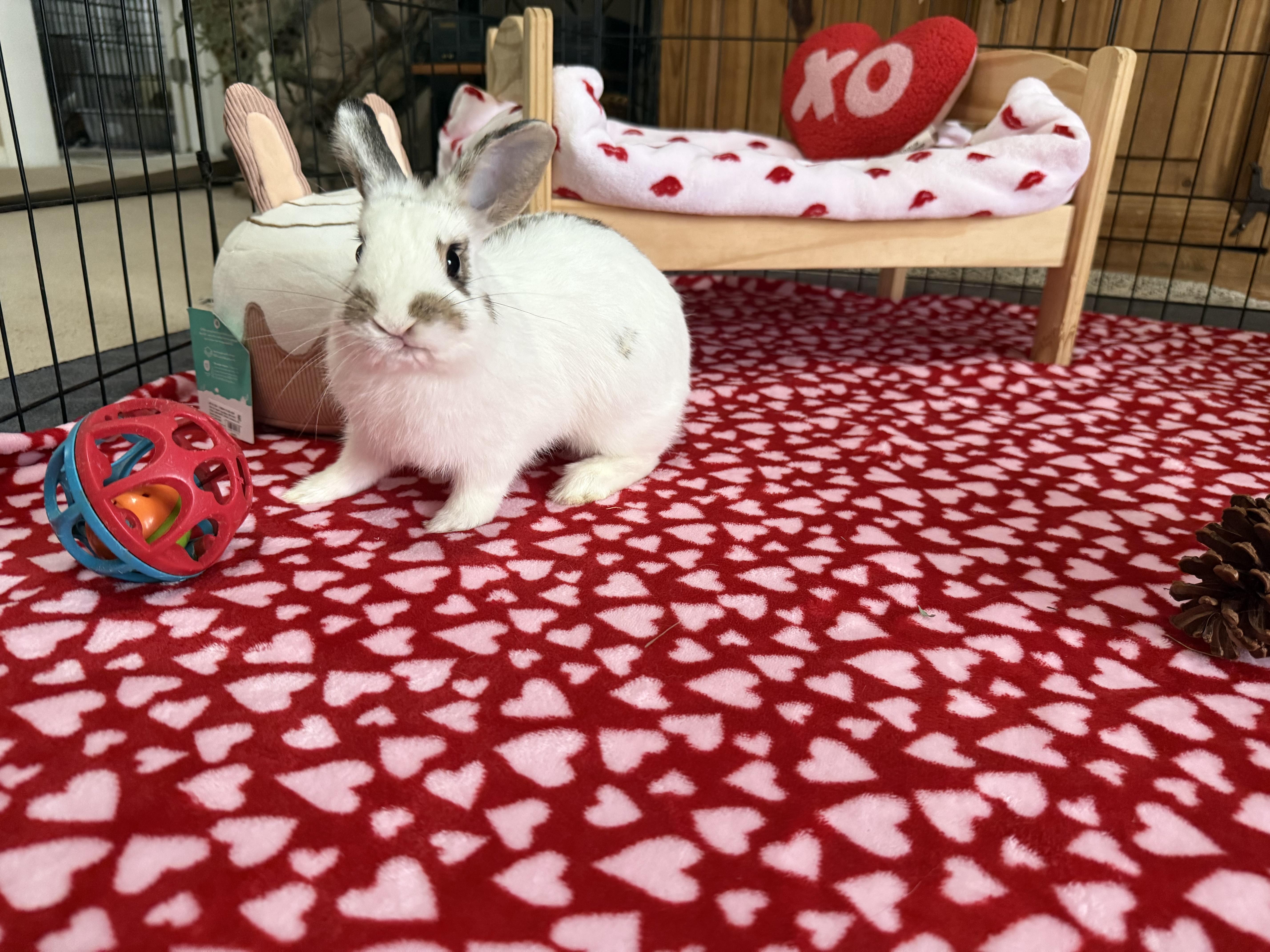 Enlarge Teacup, an adopted mixed breed in Little Rock, AR image 3/5