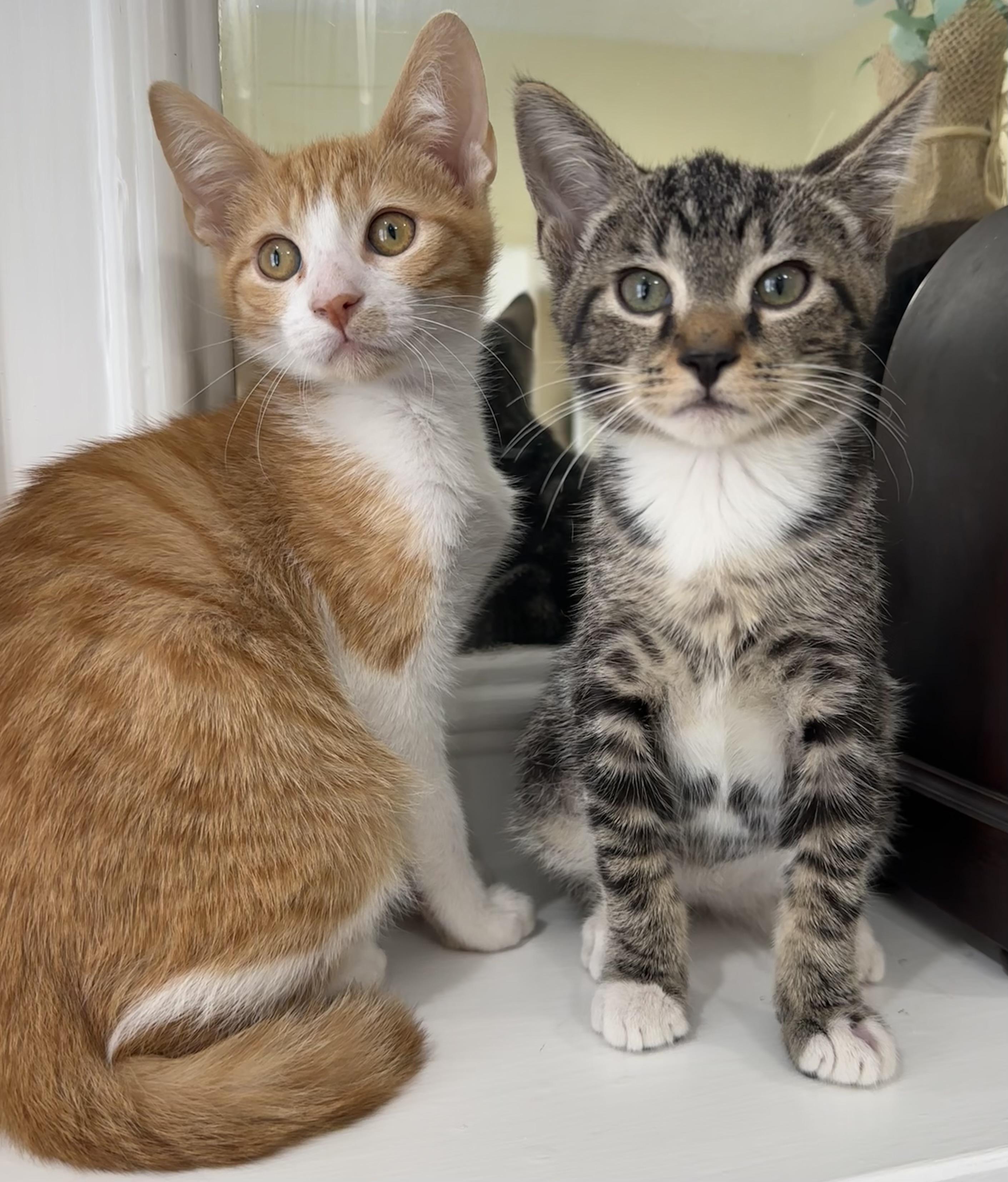 Fred & Bob, a ADOPTABLE mixed breed in Lawrenceville, GA image 4/4