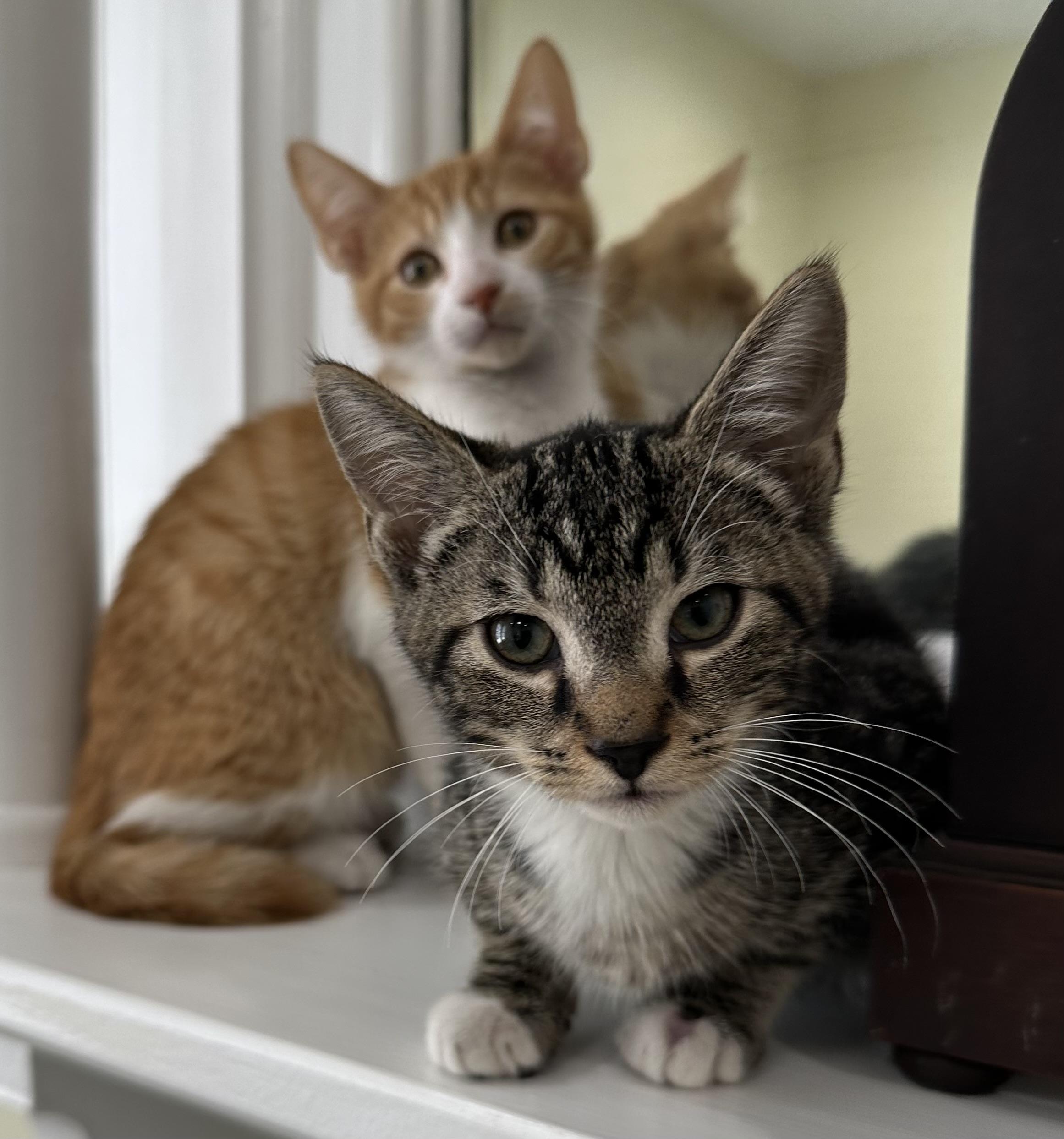 Fred & Bob, a ADOPTABLE mixed breed in Lawrenceville, GA image 3/4