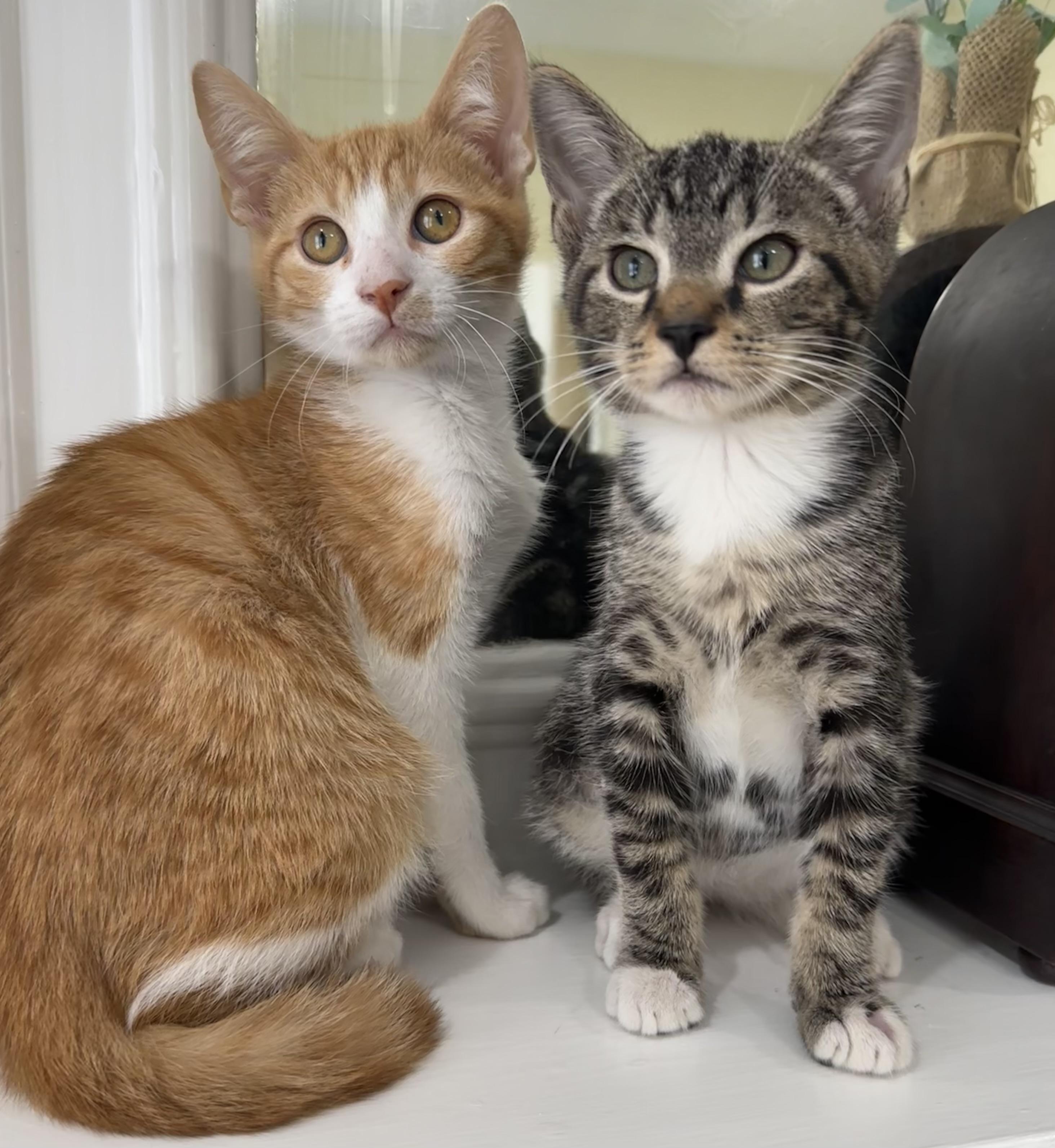 Fred & Bob, a ADOPTABLE mixed breed in Lawrenceville, GA image 1/4