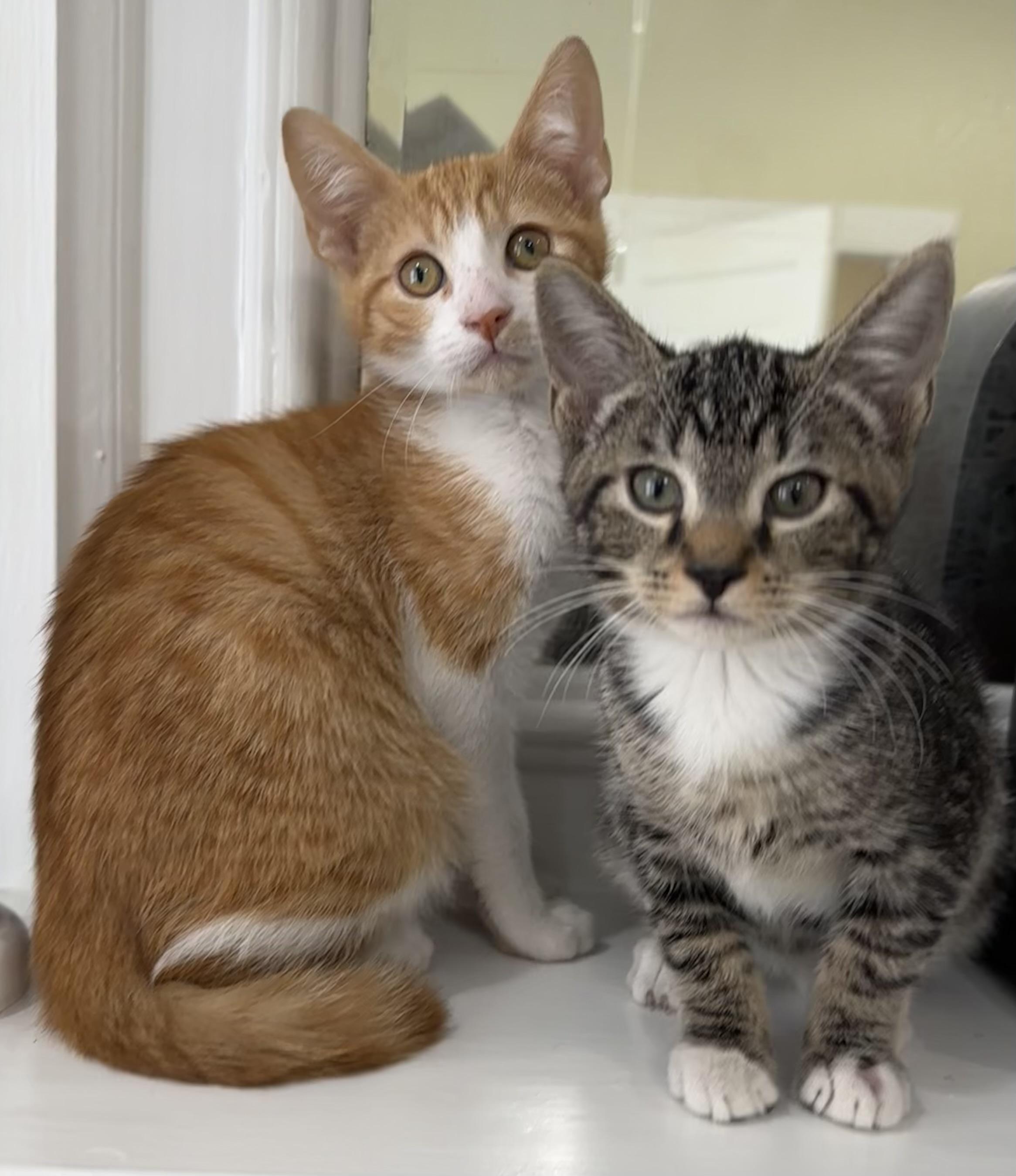 Fred & Bob, a ADOPTABLE mixed breed in Lawrenceville, GA image 2/4