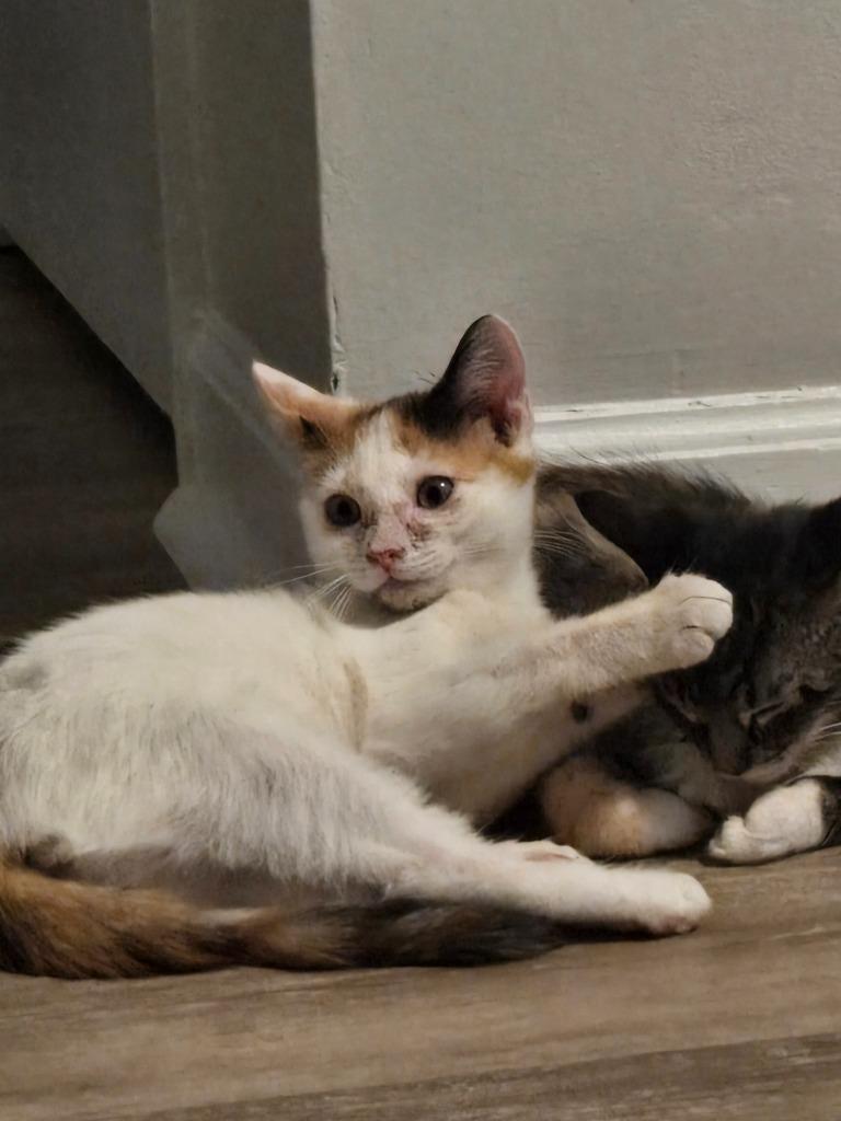 Fionna, Adoptable, Young Female Domestic Short Hair.