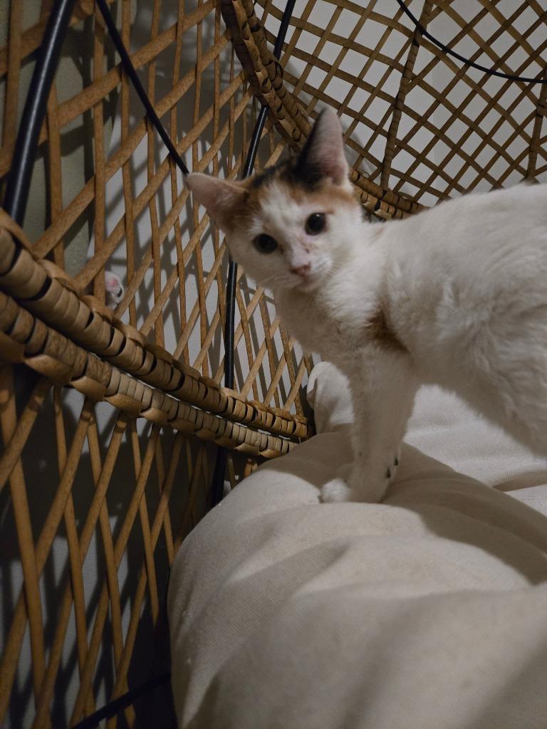 Enlarge Fionna, a Adoptable mixed breed in Evans, GA image 3/4